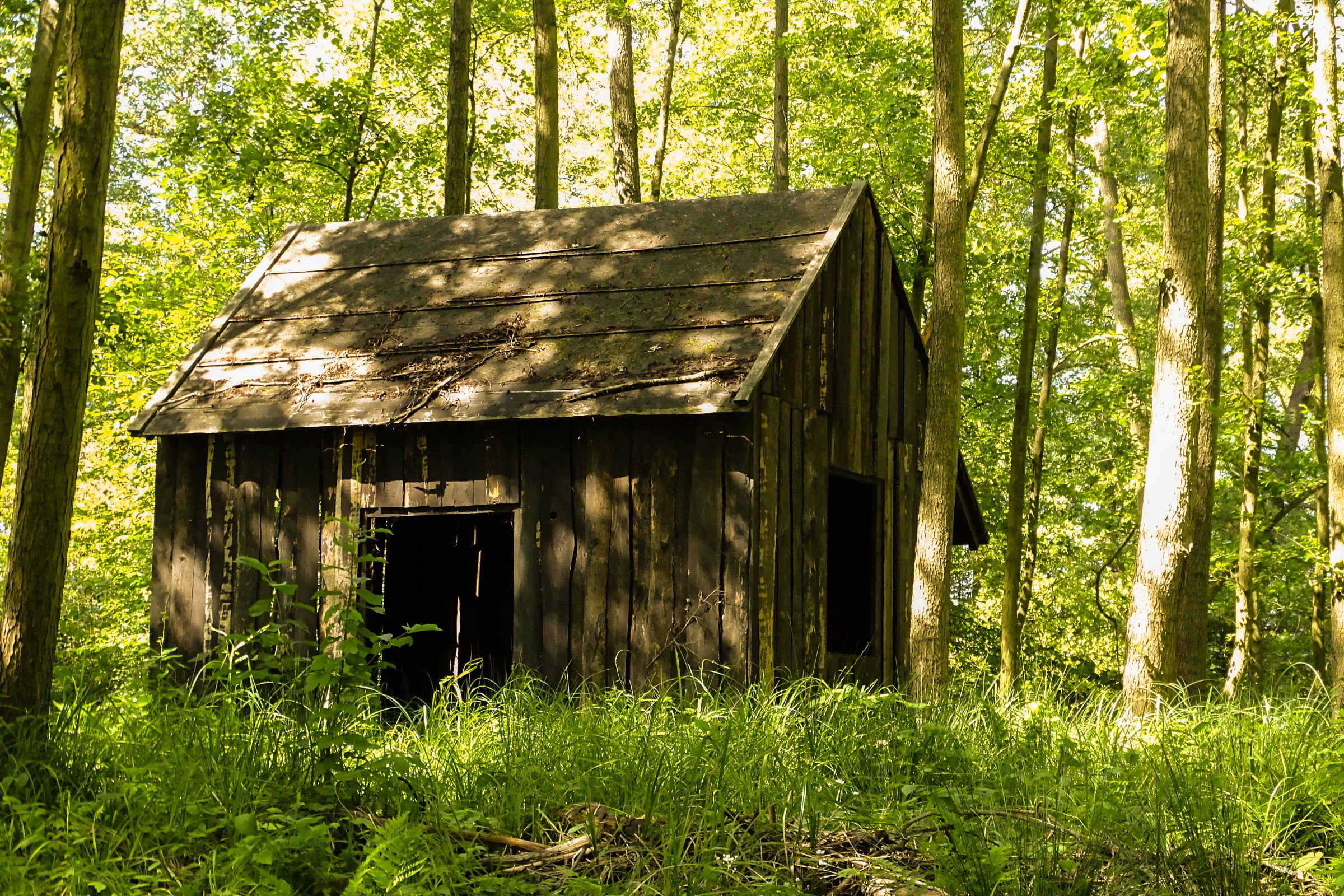 Spreewald in der Lausitz