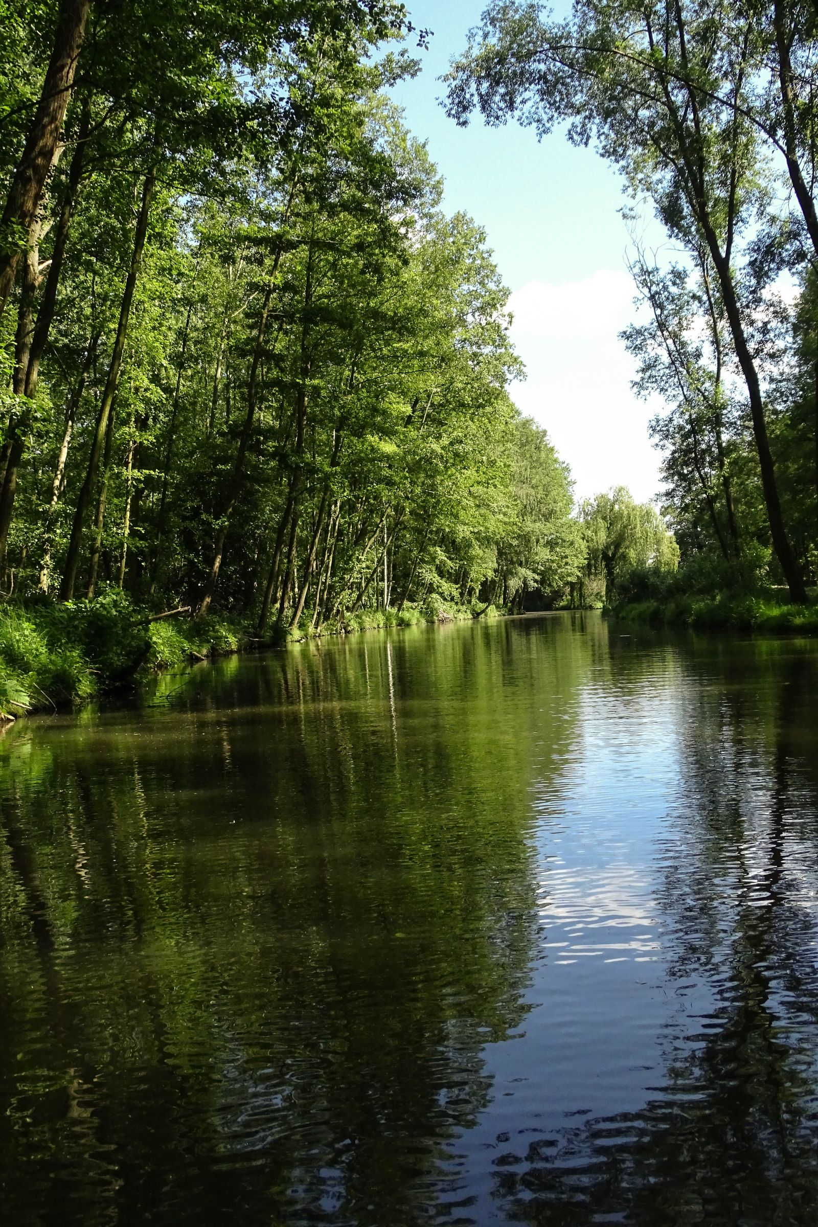 Spreewald in der Lausitz