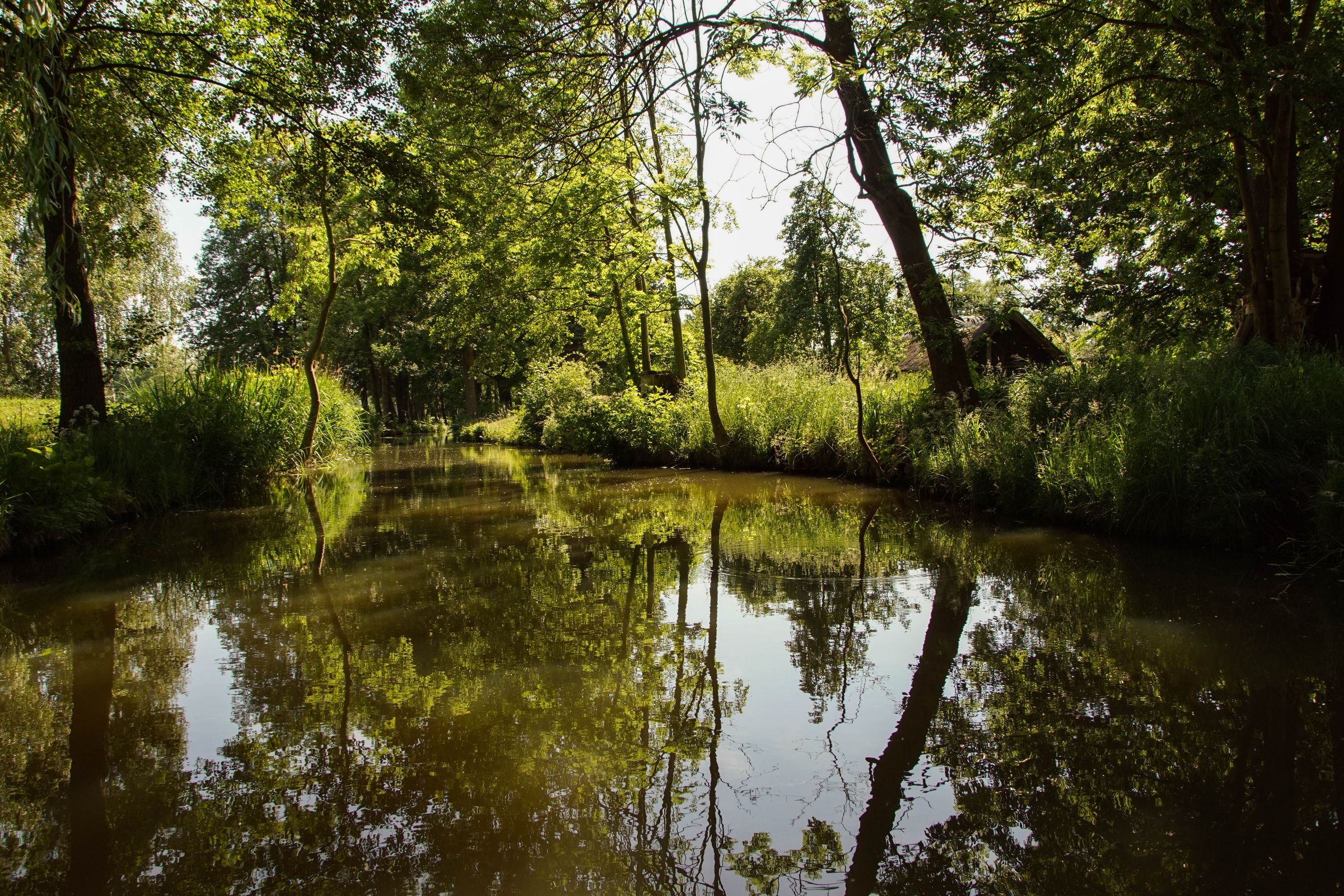 Spreewald in der Lausitz
