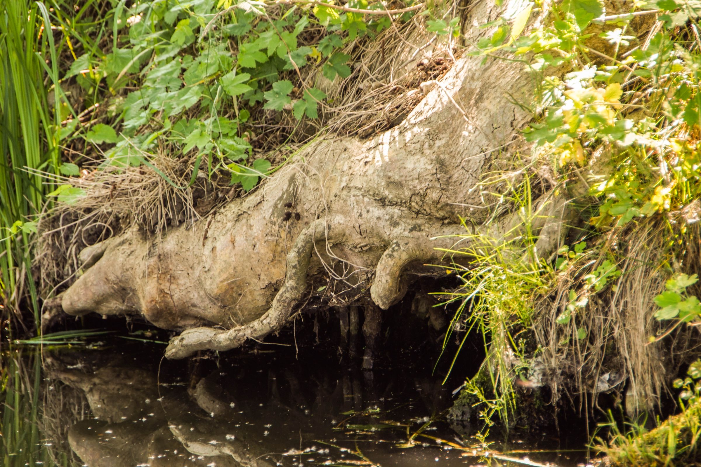 Spreewald in der Lausitz