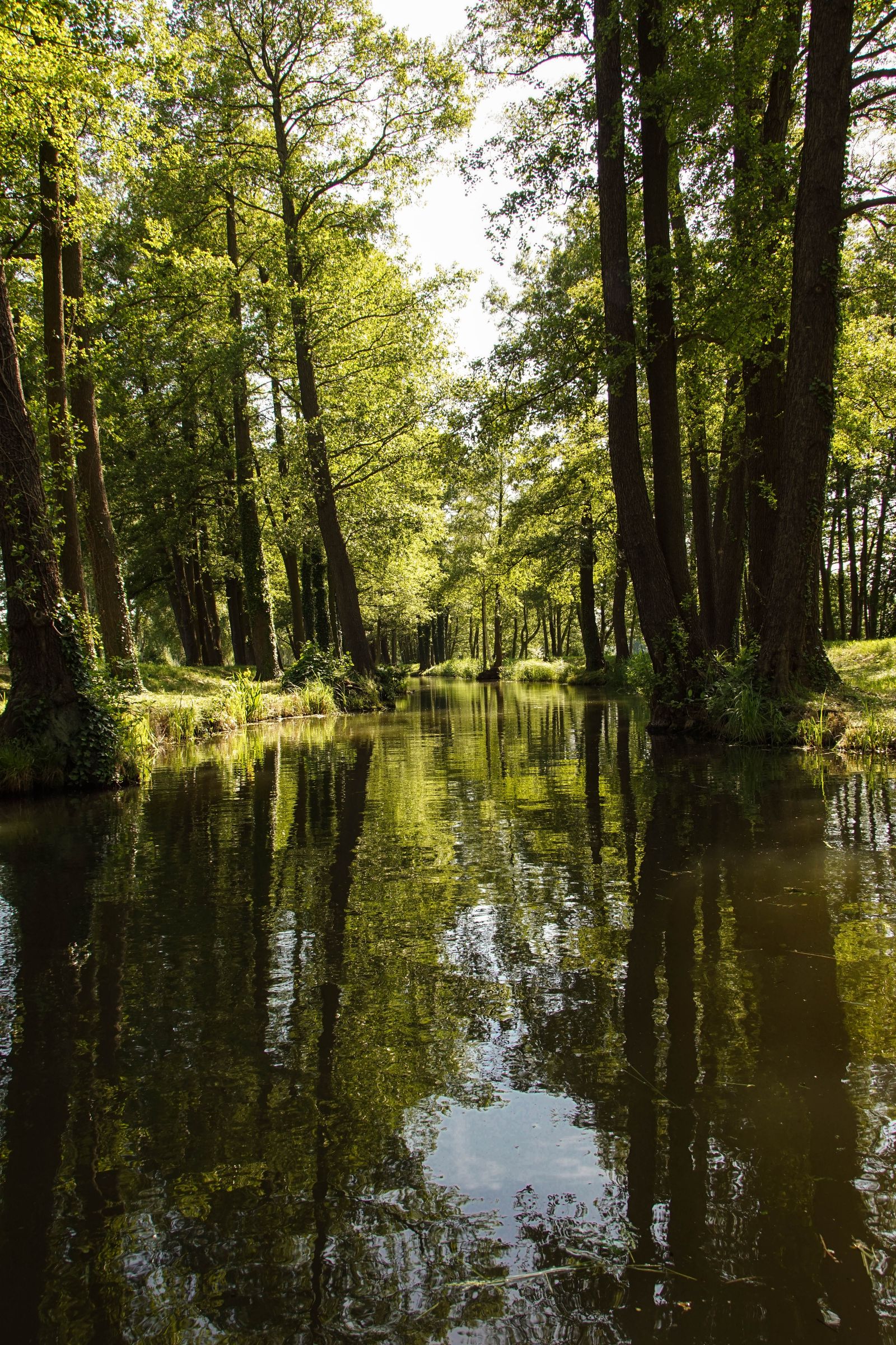 Spreewald in der Lausitz