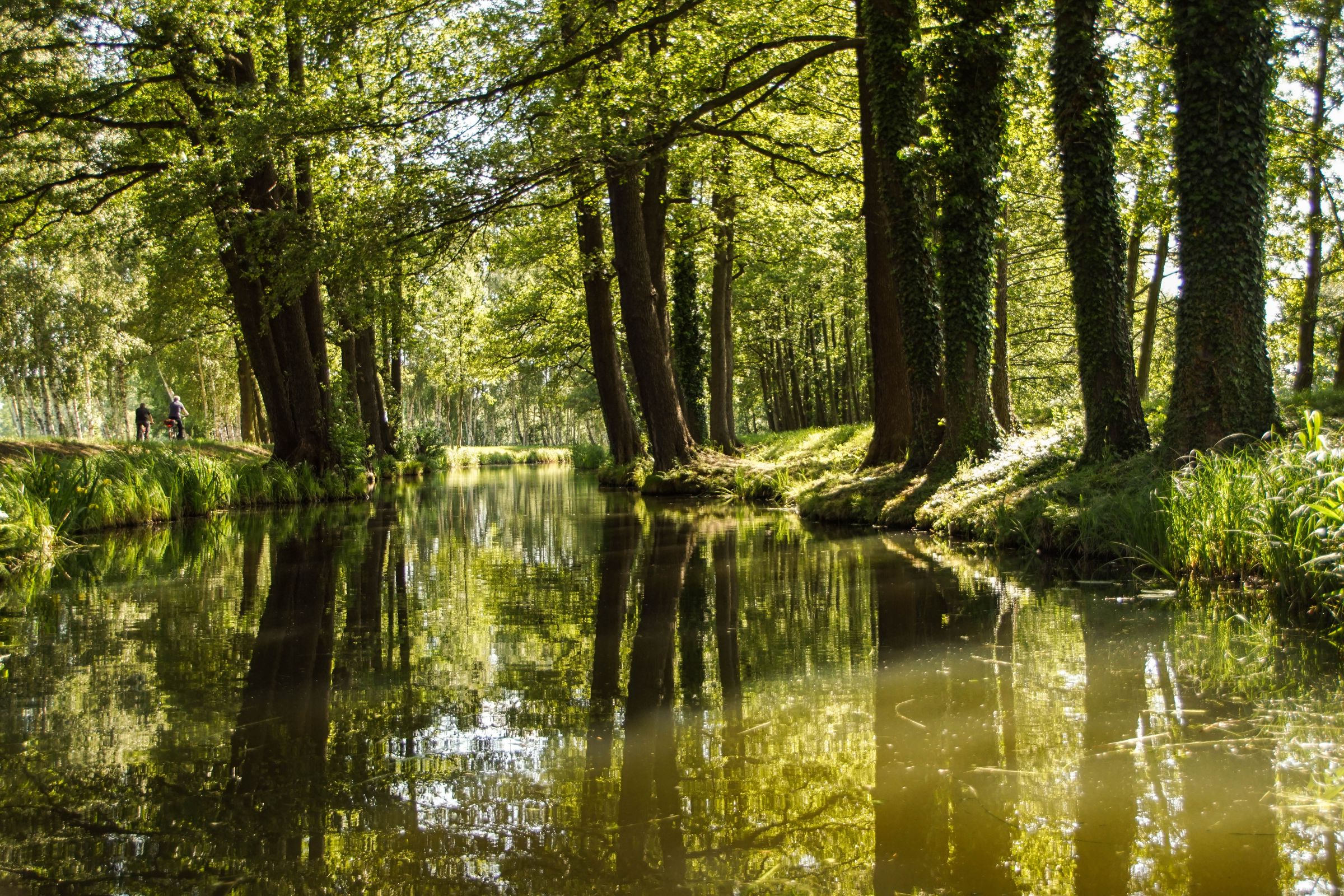 Spreewald in der Lausitz