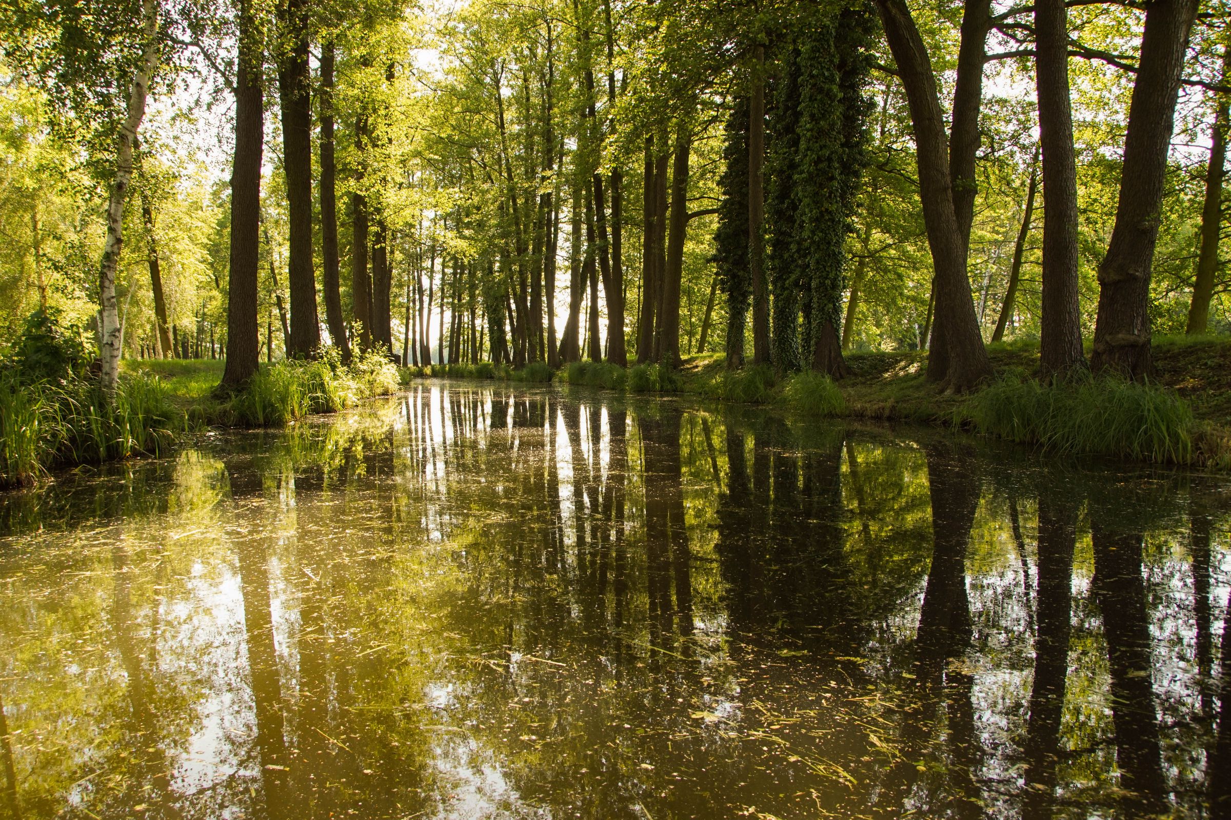 Spreewald in der Lausitz