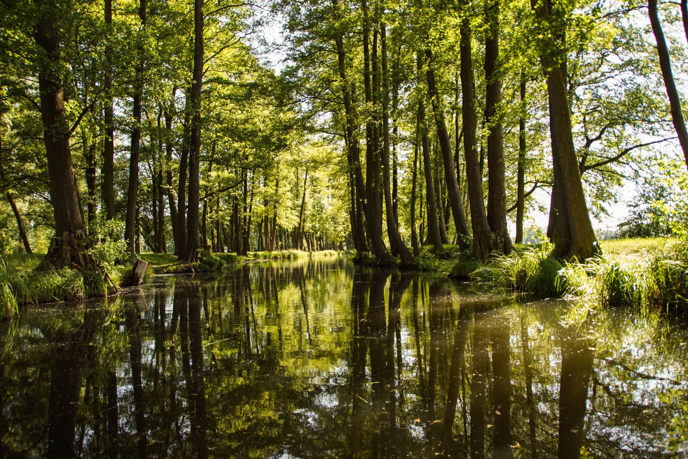 Spreewald in der Lausitz