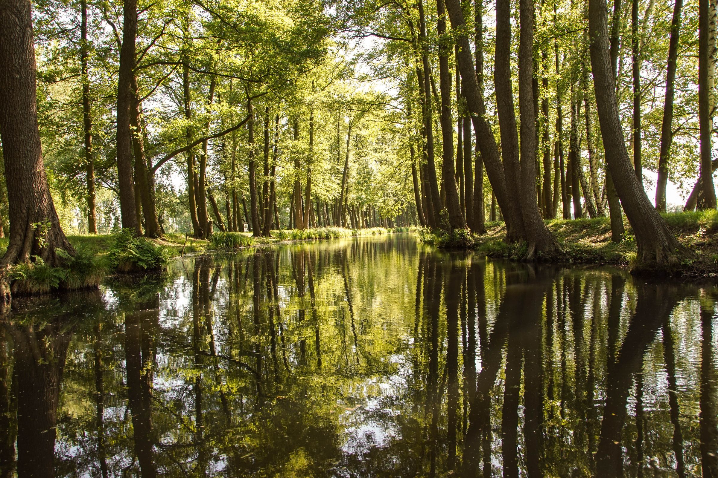 Spreewald in der Lausitz
