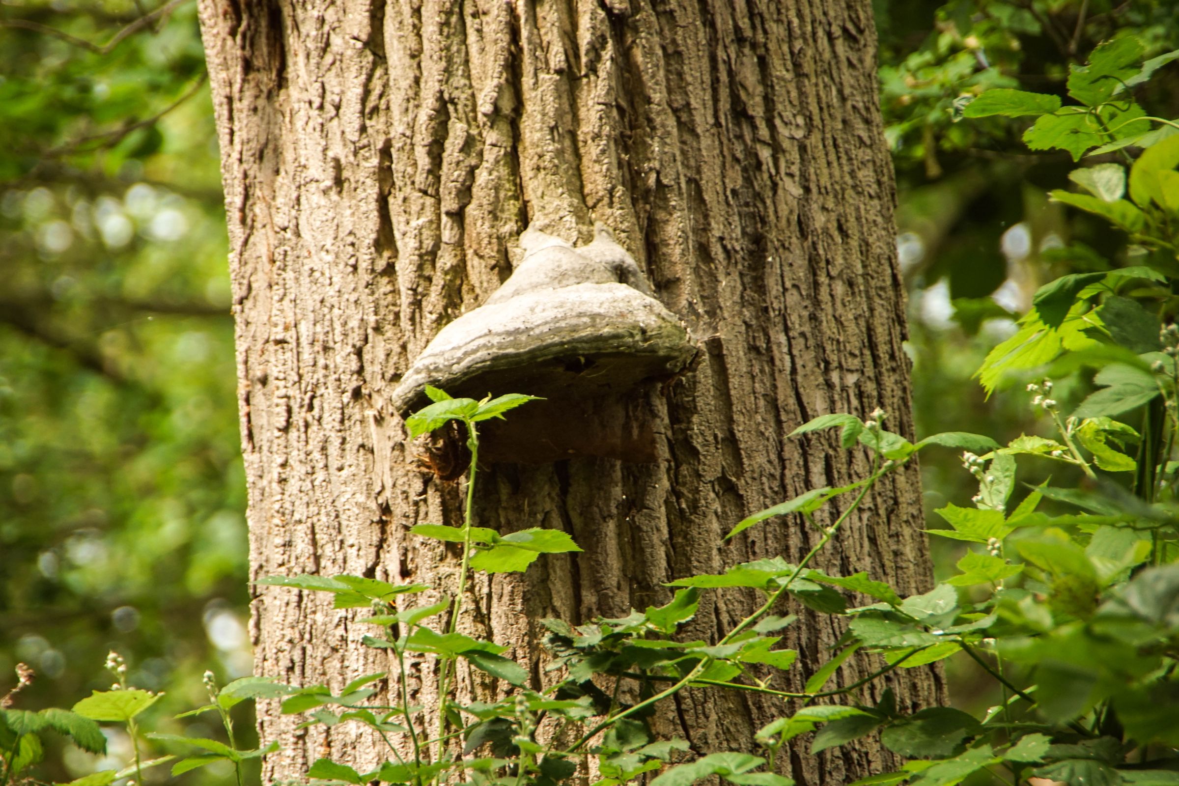 Spreewald in der Lausitz