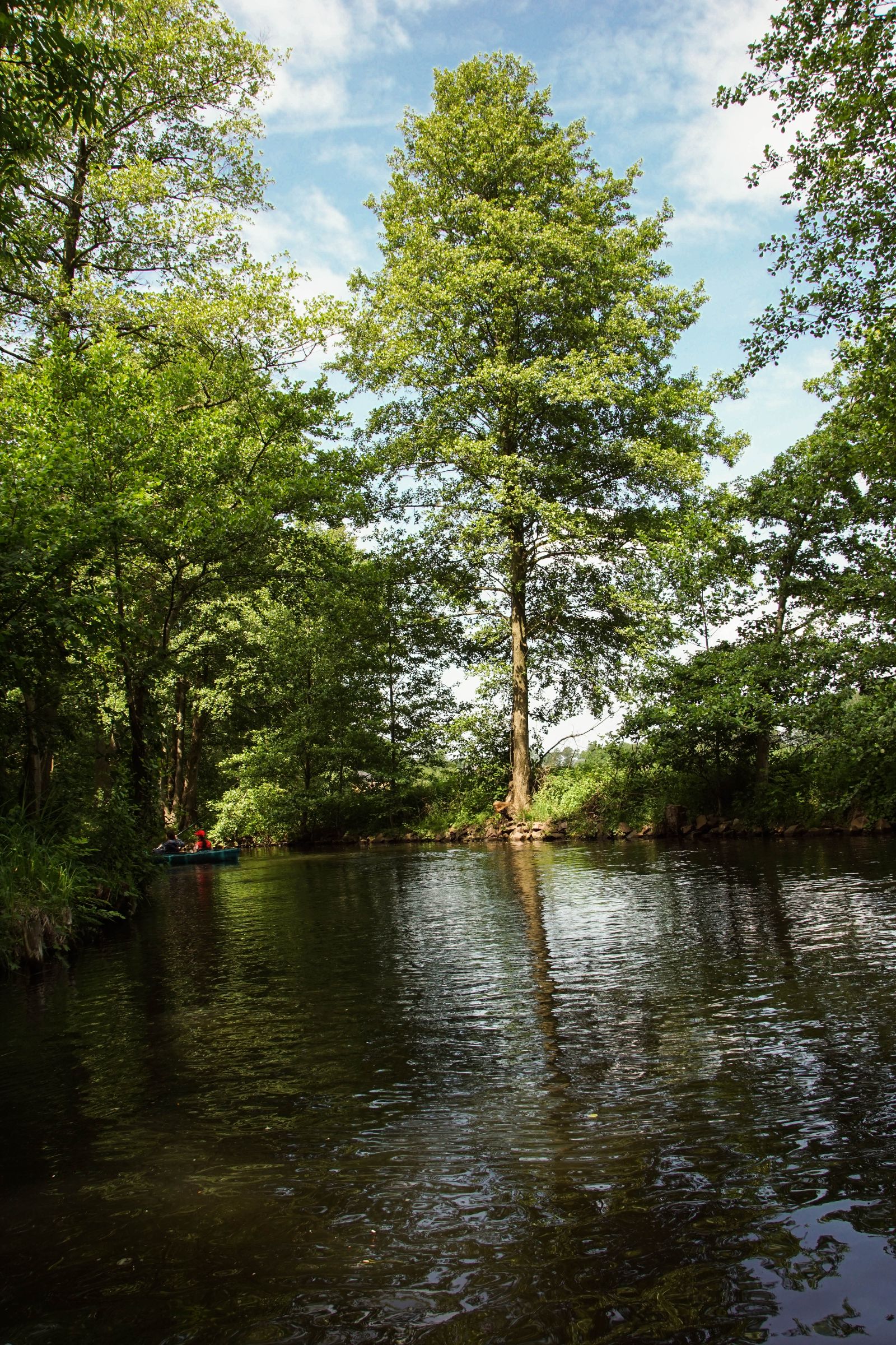 Spreewald in der Lausitz