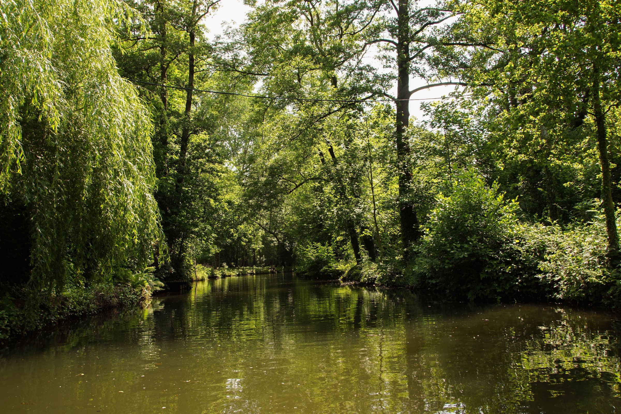 Spreewald in der Lausitz