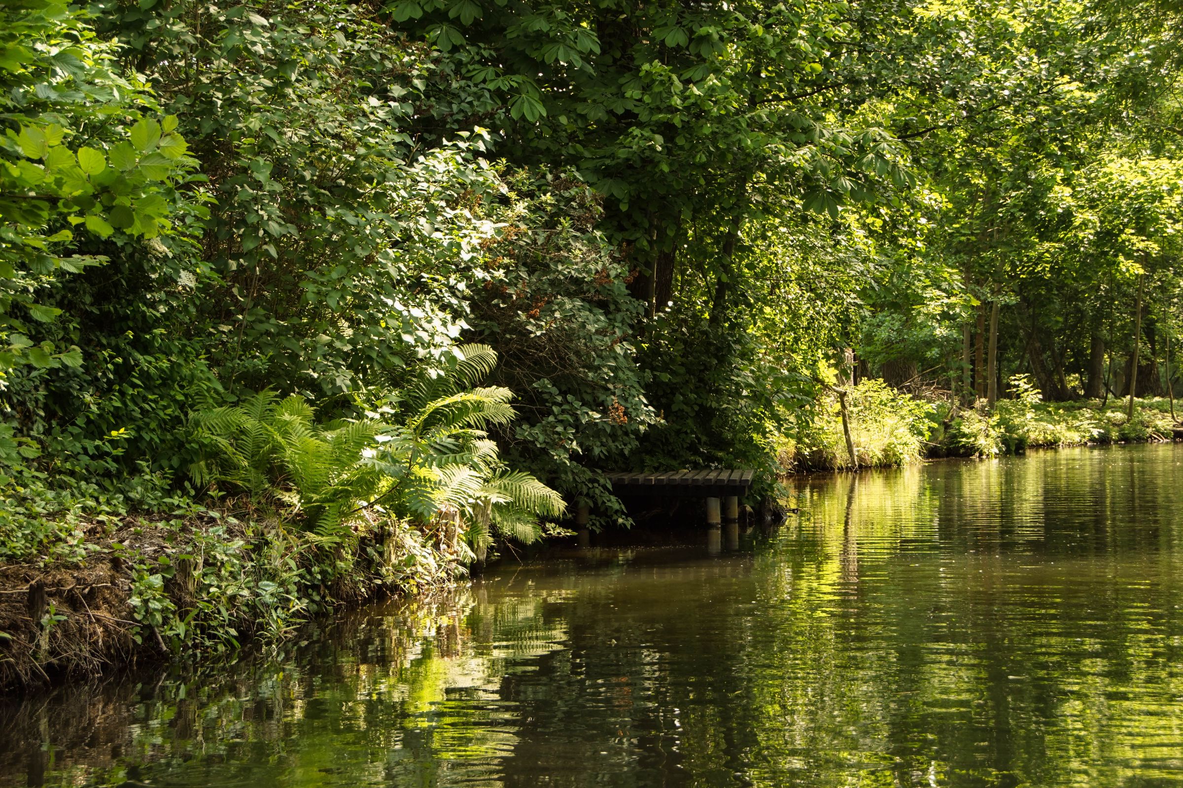 Spreewald in der Lausitz