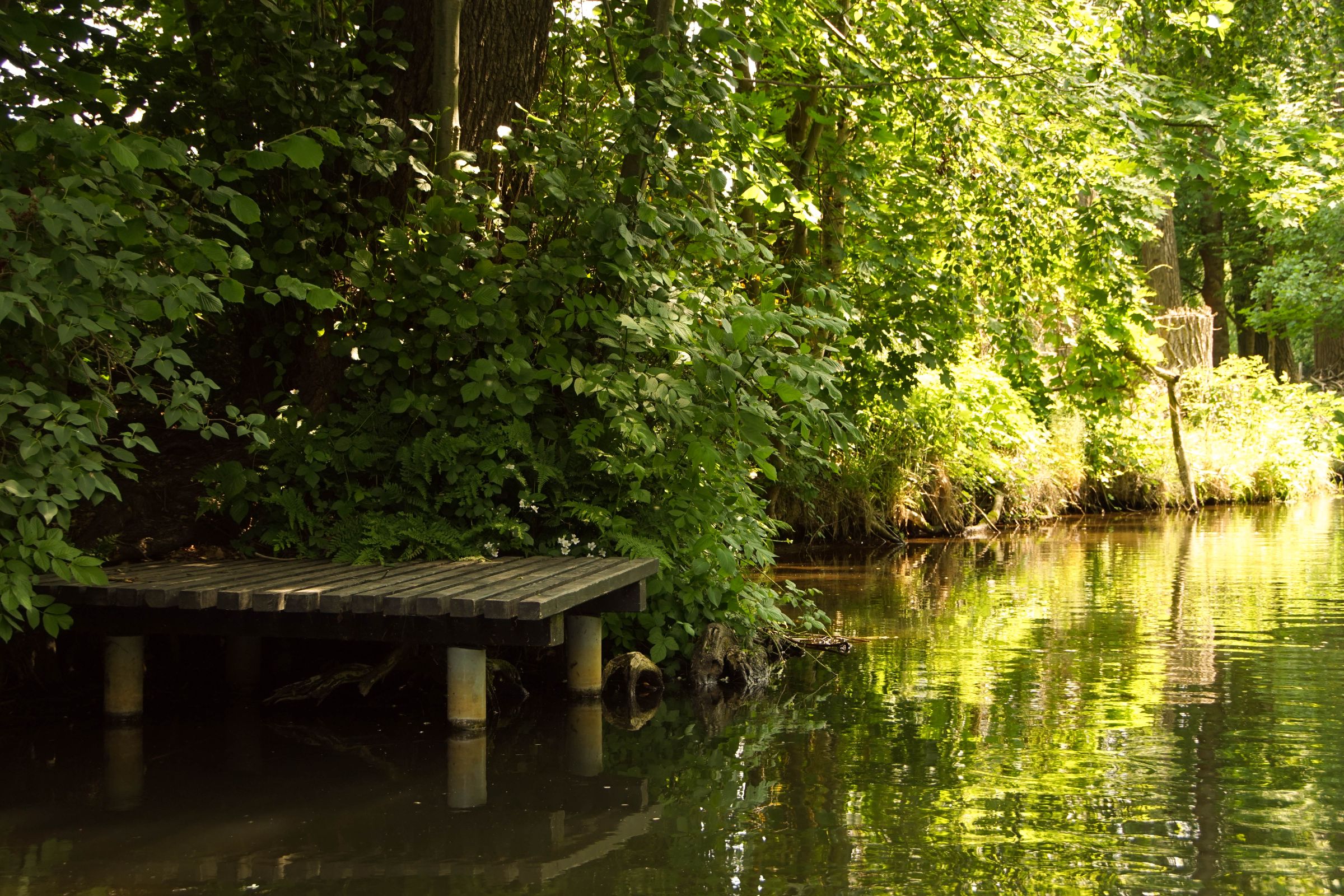 Spreewald in der Lausitz