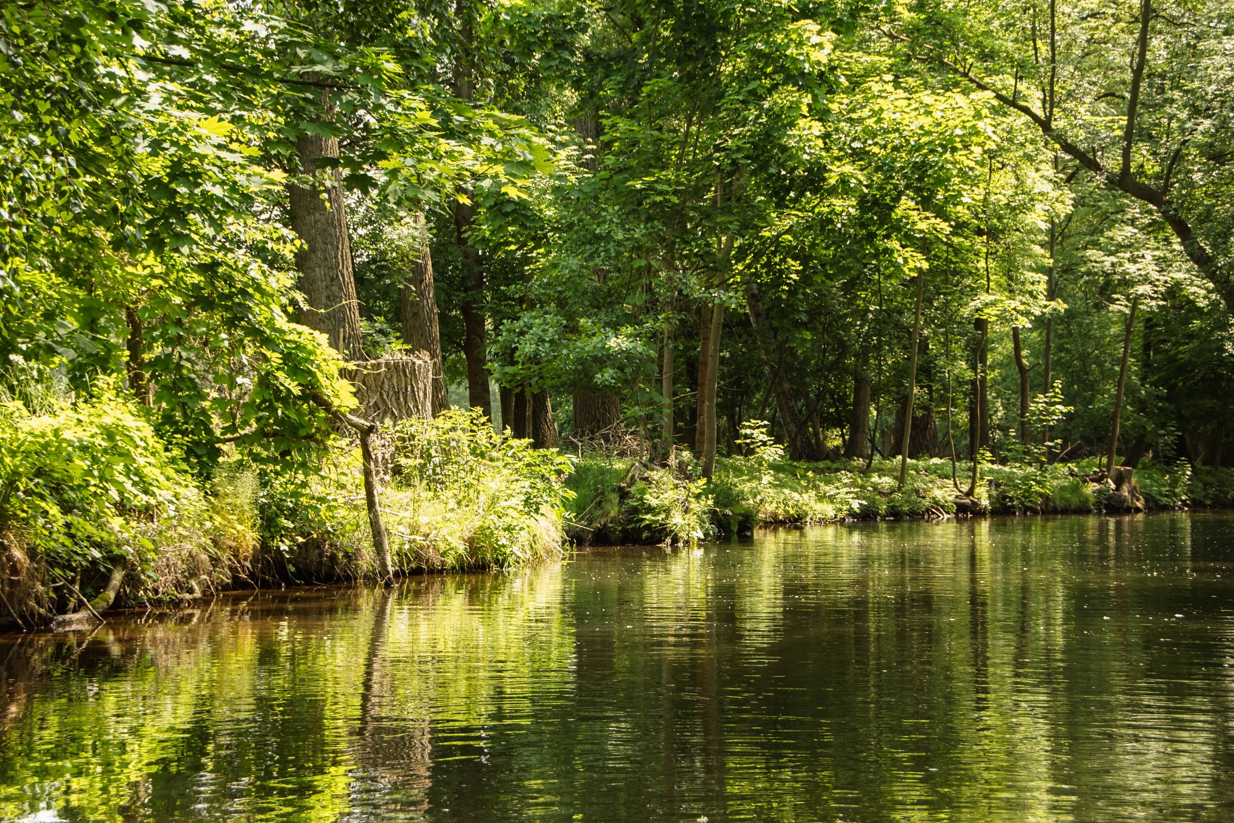 Spreewald in der Lausitz