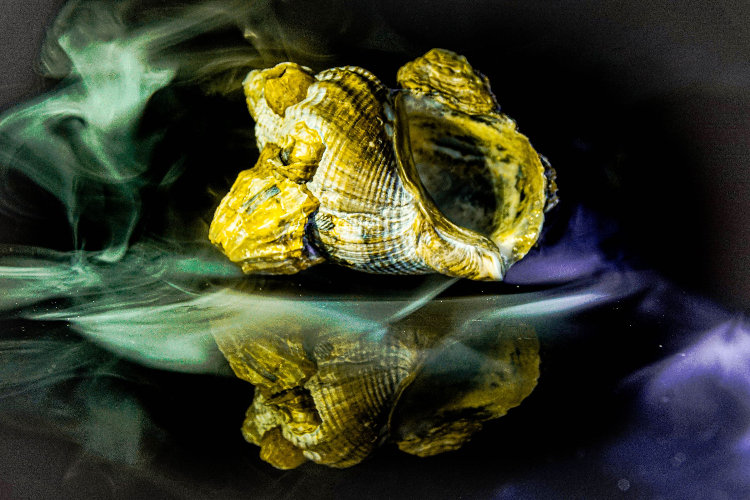 Muschel im Rauch