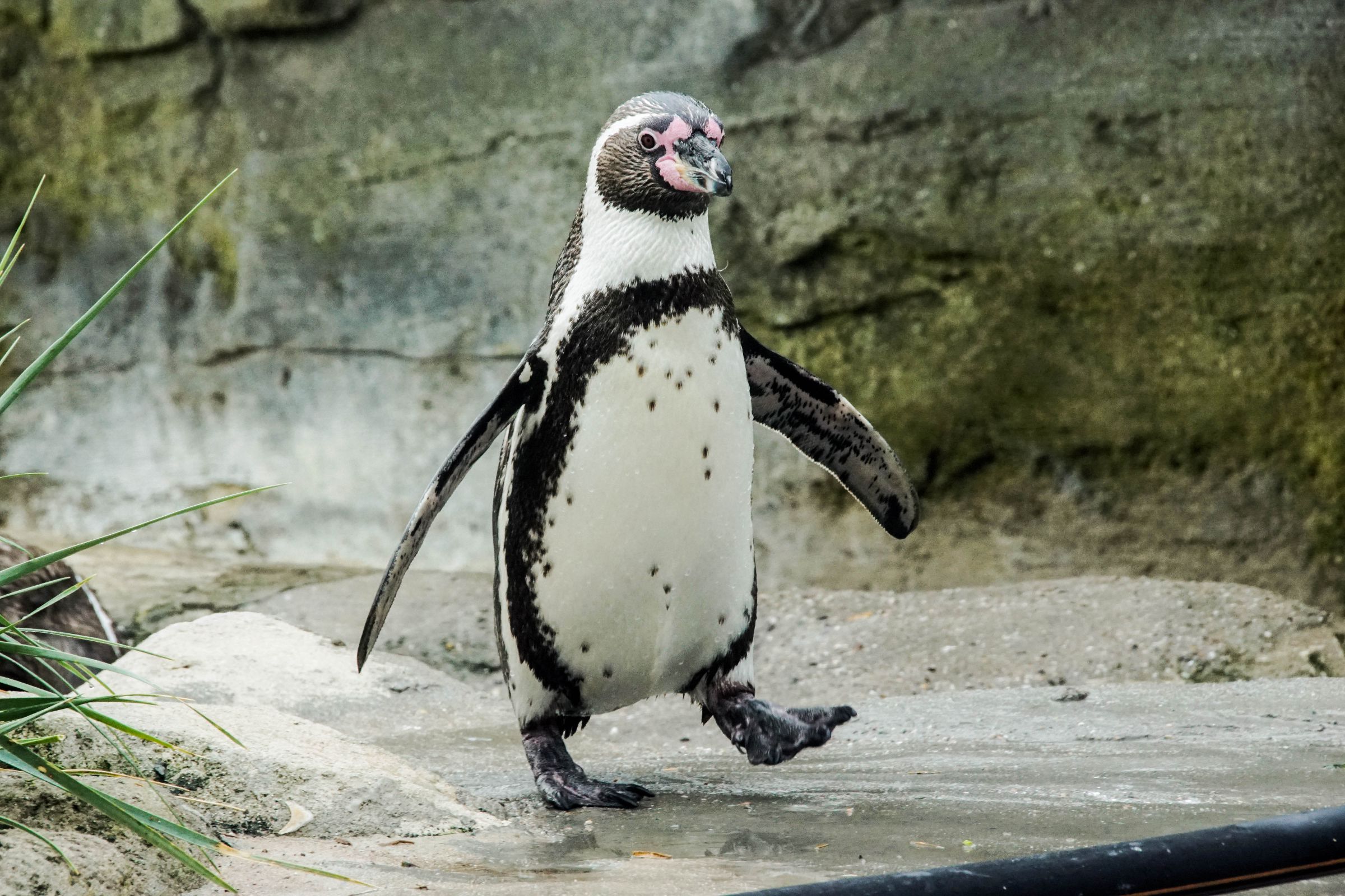 Orginal Zoo Bremerhaven