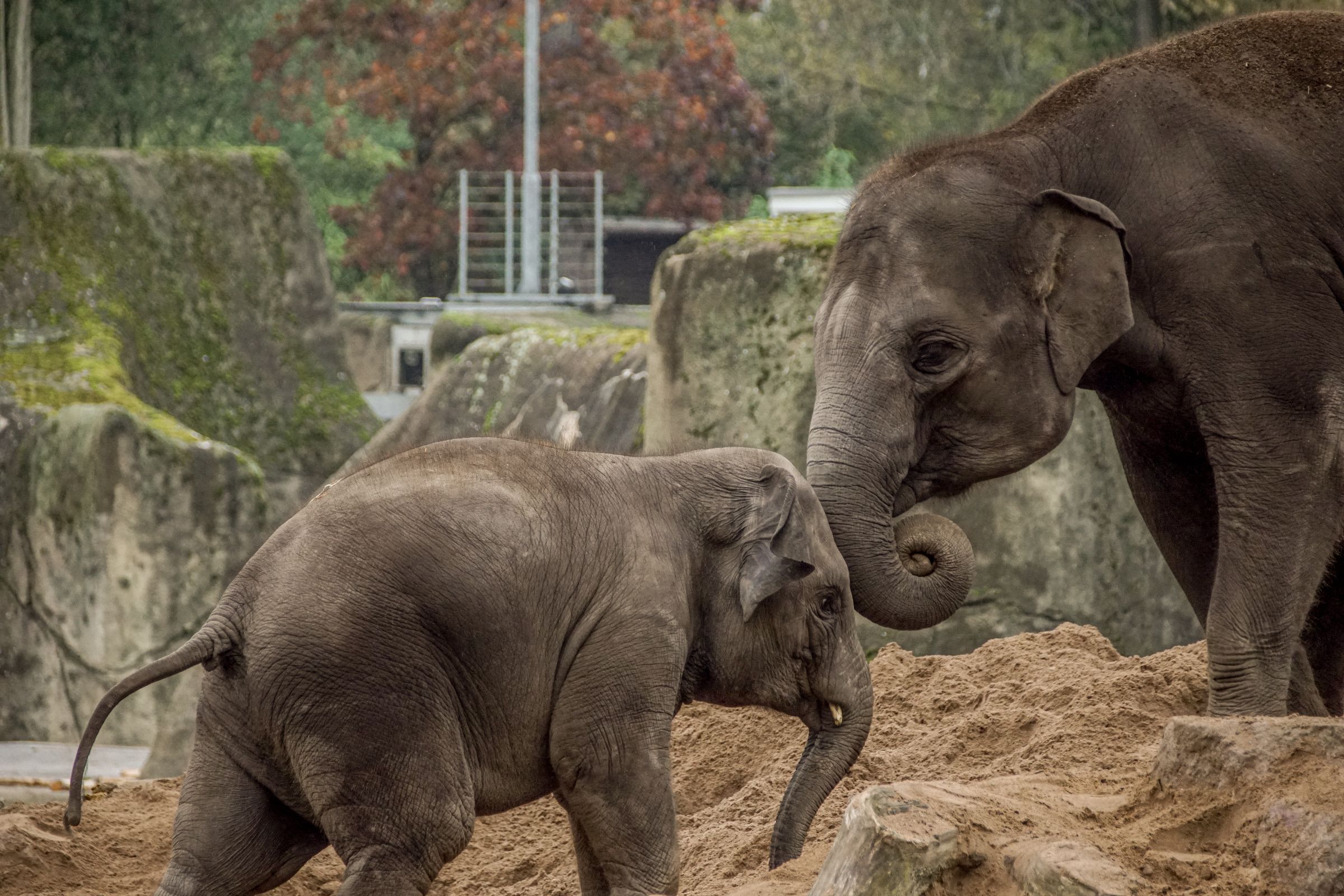 Elefanten Zoo Köln