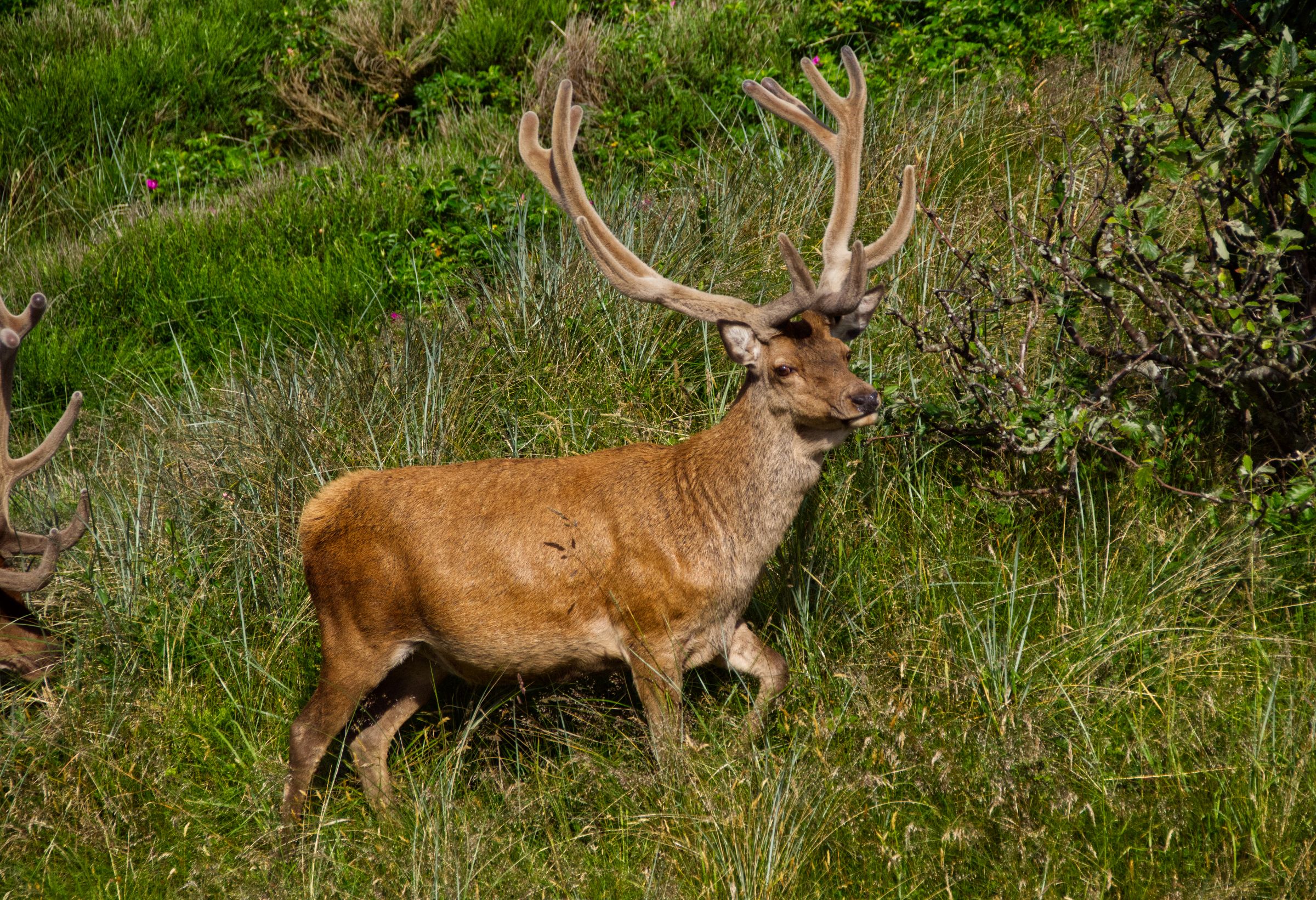 Hirschbesuch am frühen Morgen in Vejers Strand