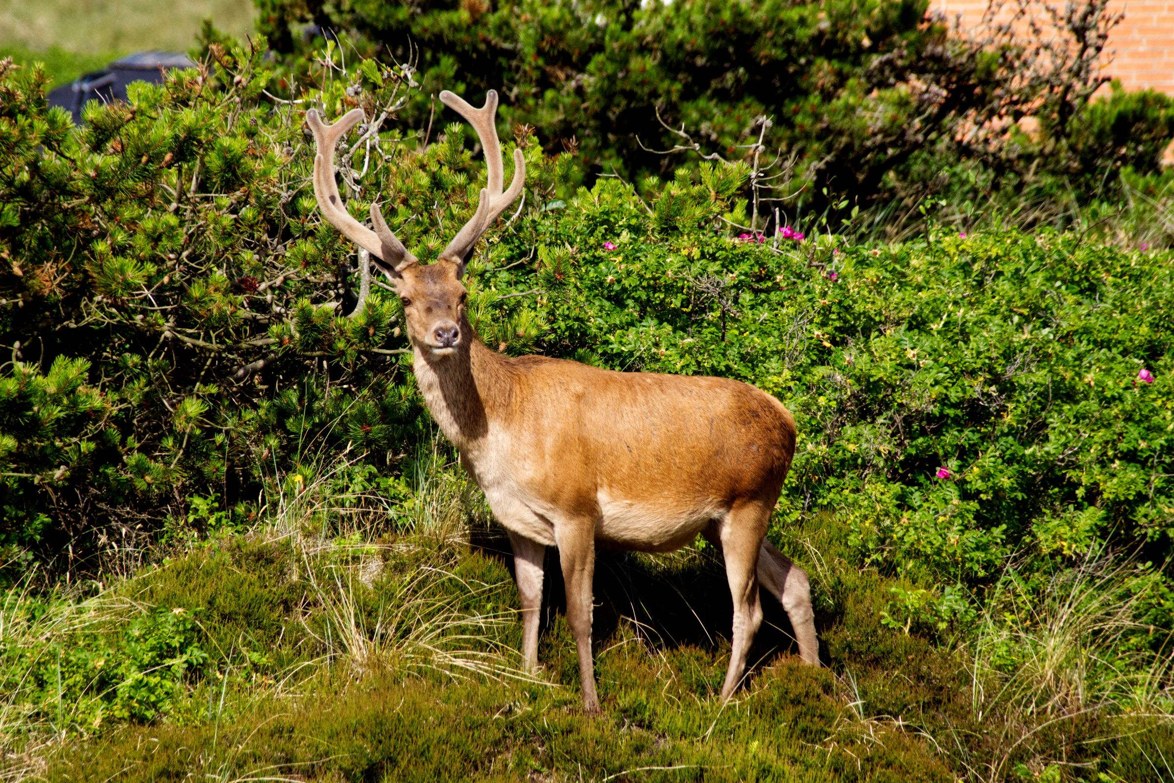 Hirschbesuch am frühen Morgen in Vejers Strand