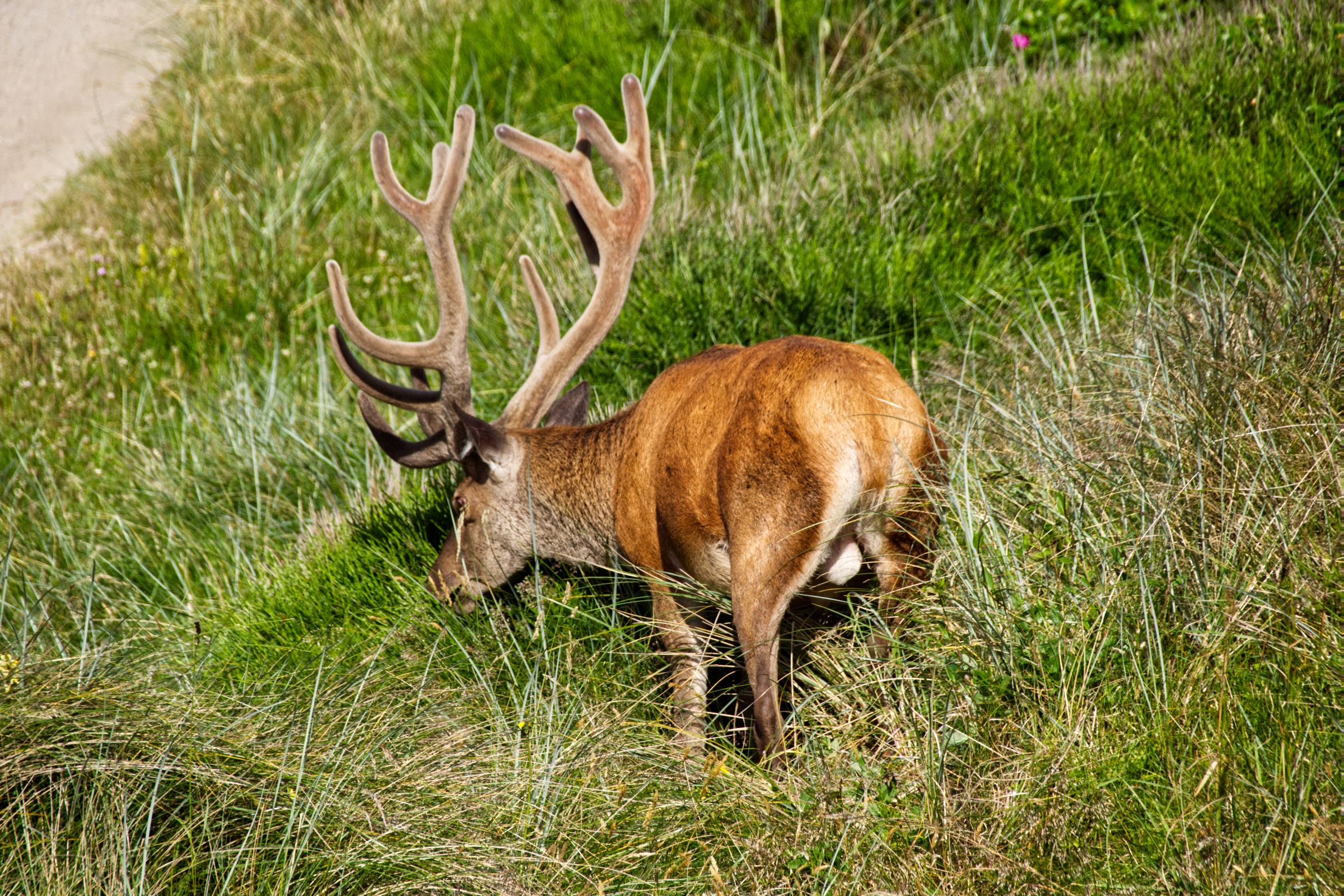 Hirschbesuch am frühen Morgen in Vejers Strand