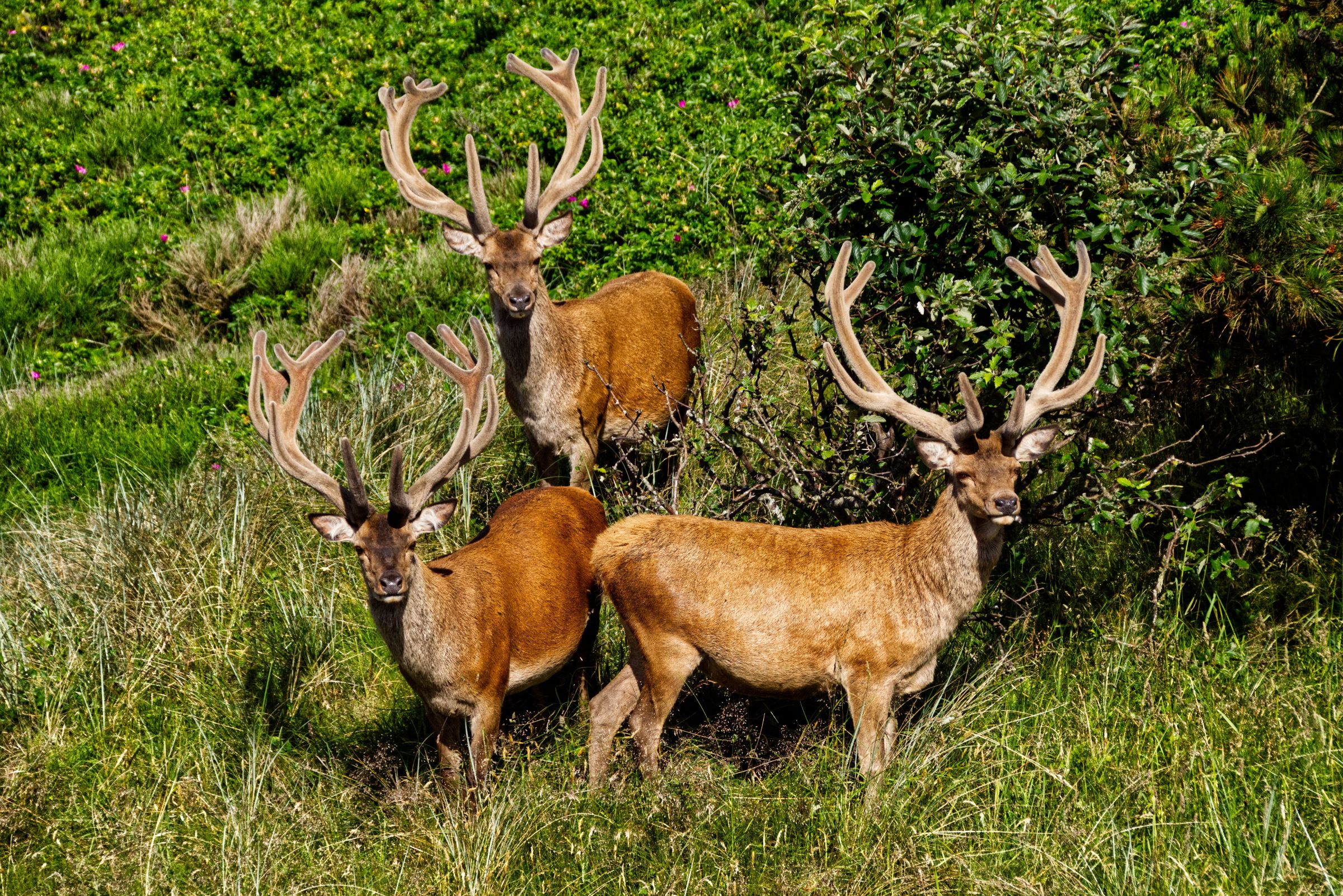 Hirschbesuch am frühen Morgen in Vejers Strand
