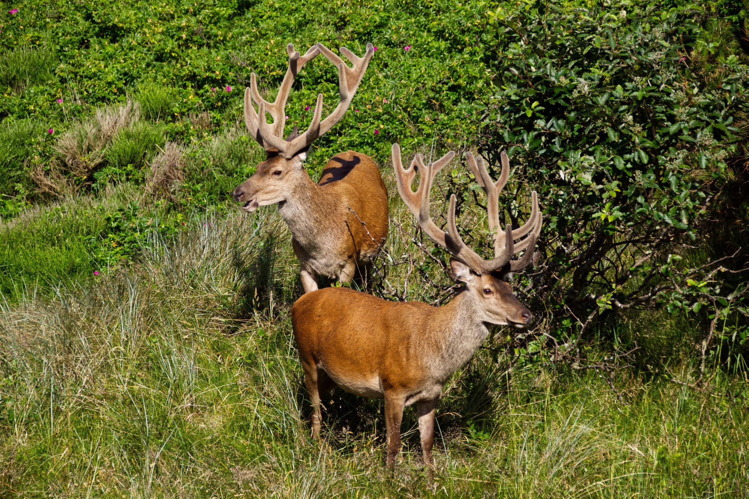 Hirschbesuch am frühen Morgen in Vejers Strand