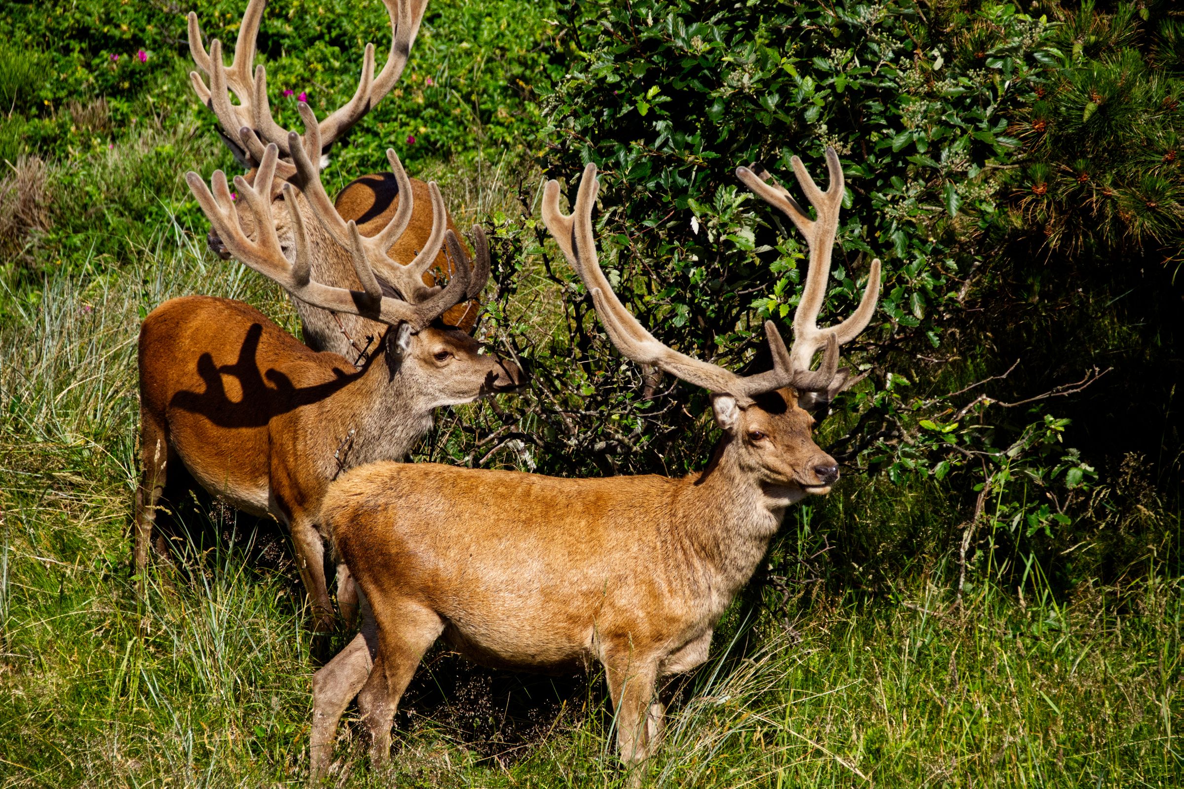 Hirschbesuch am frühen Morgen in Vejers Strand