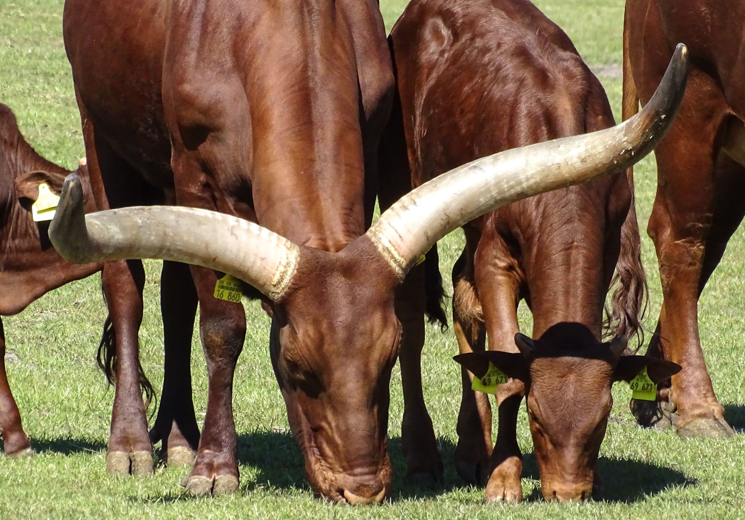 Watussi Rinder Safari Park Stukenbrock