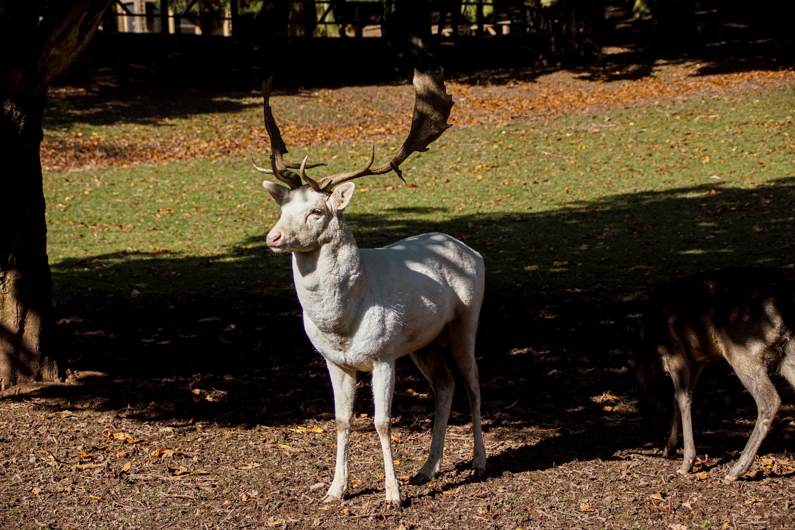 Weißer Hirsch Knüllwald