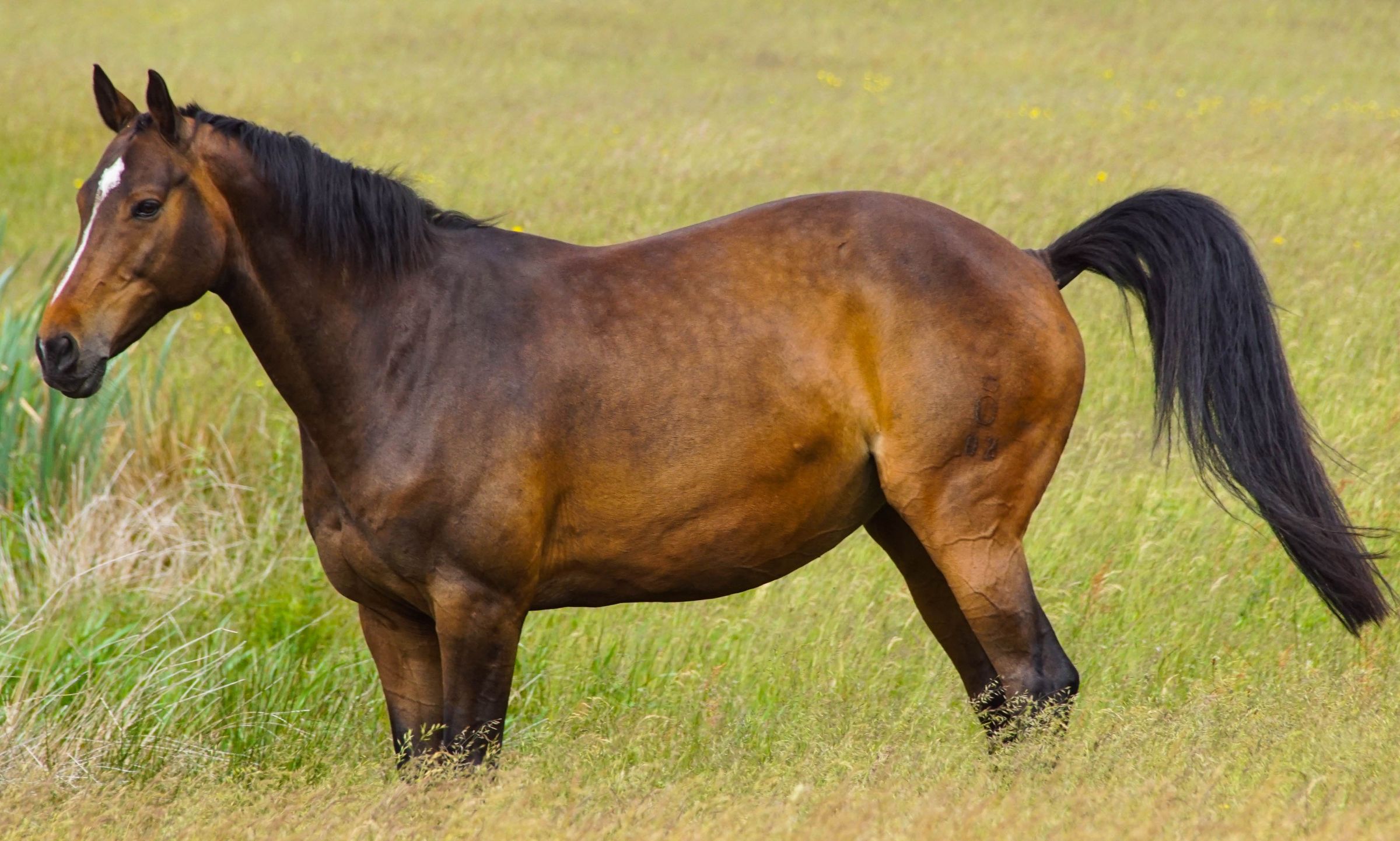 Vejers Strand Pferde
