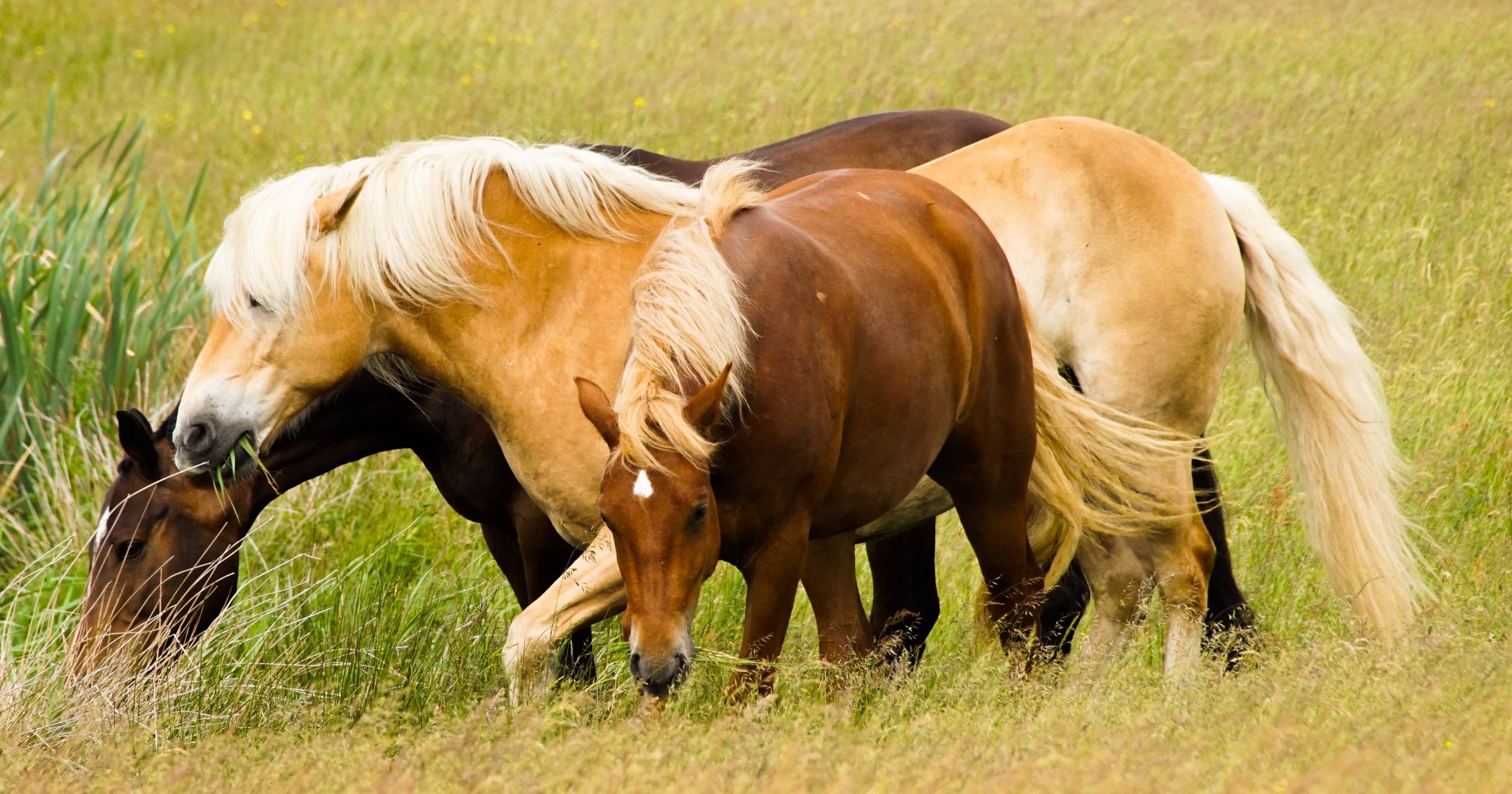 Vejers Strand Pferde