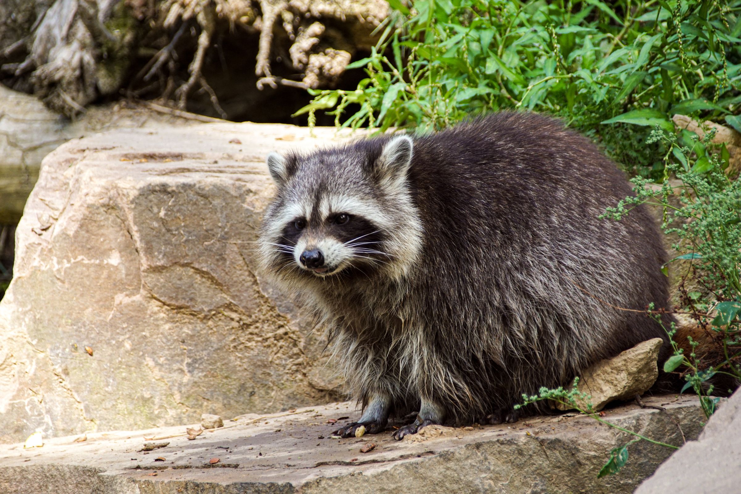 Waschbär Knüllwald