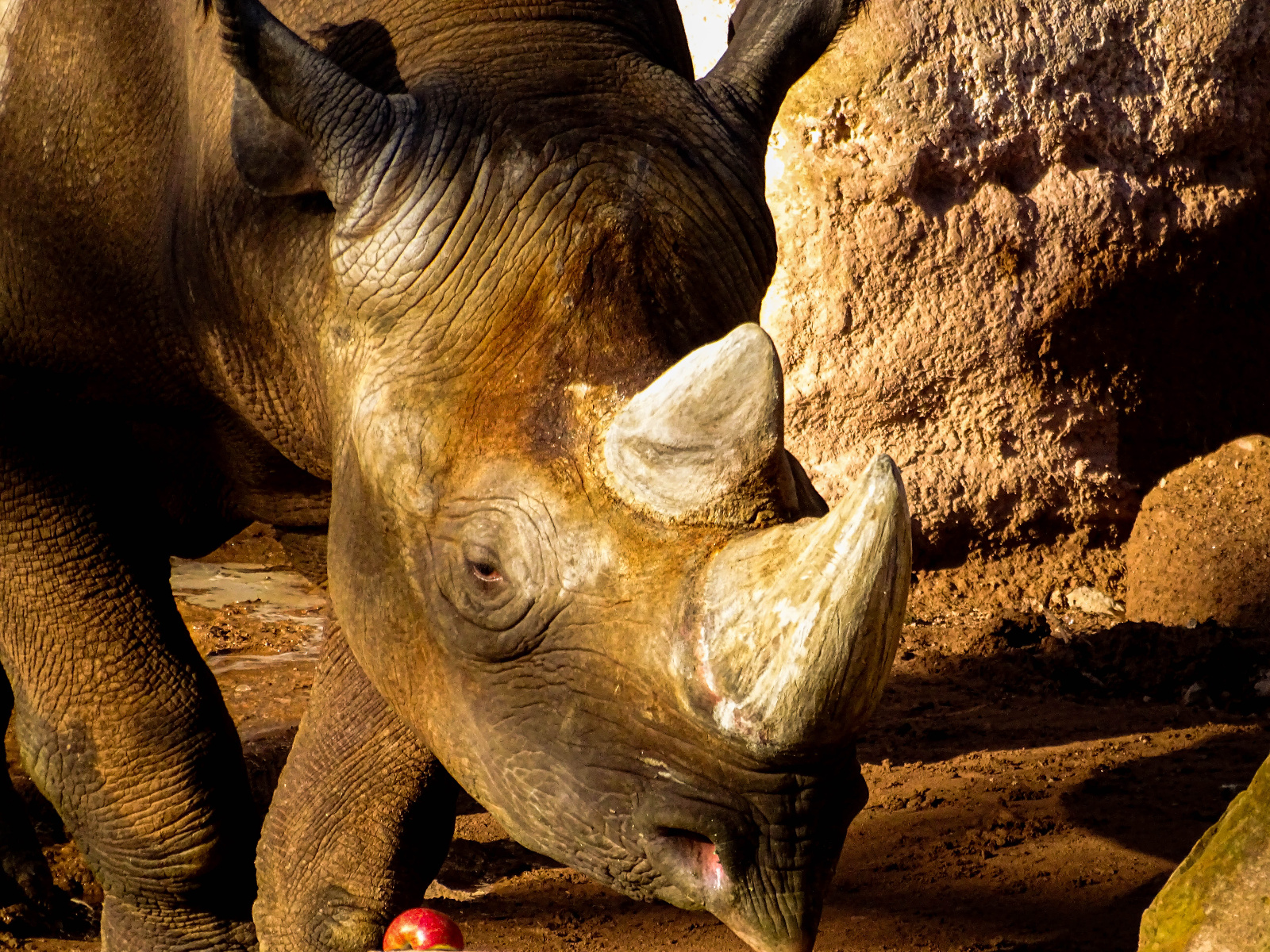 Nashorn Zoo Hannover