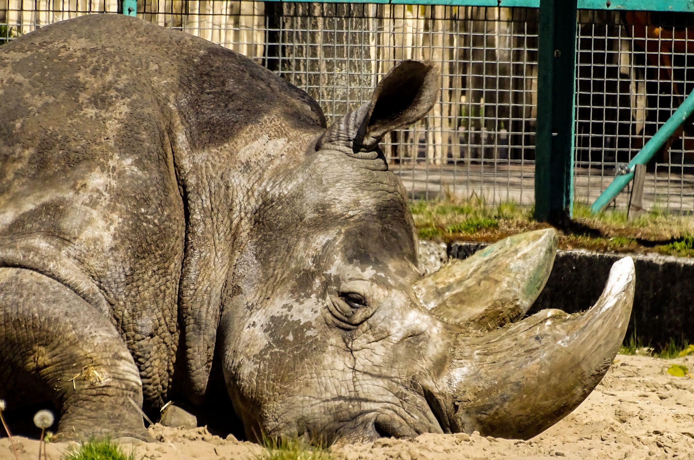 Nashorn Safaripark Stukenbrock