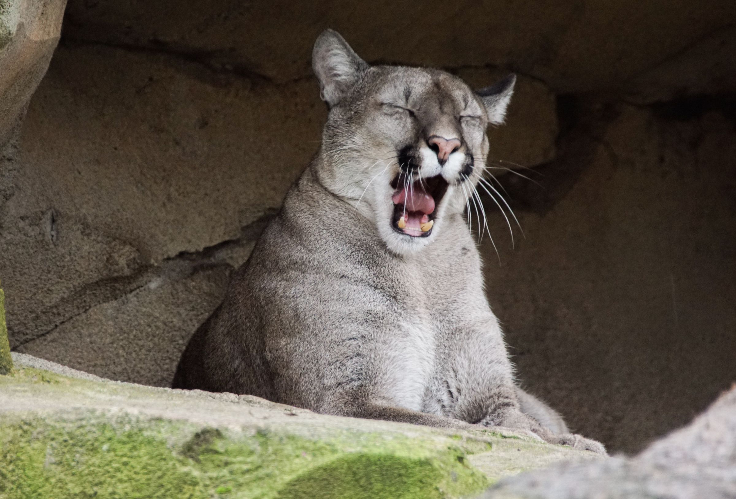 Puma Zoo Bremerhaven
