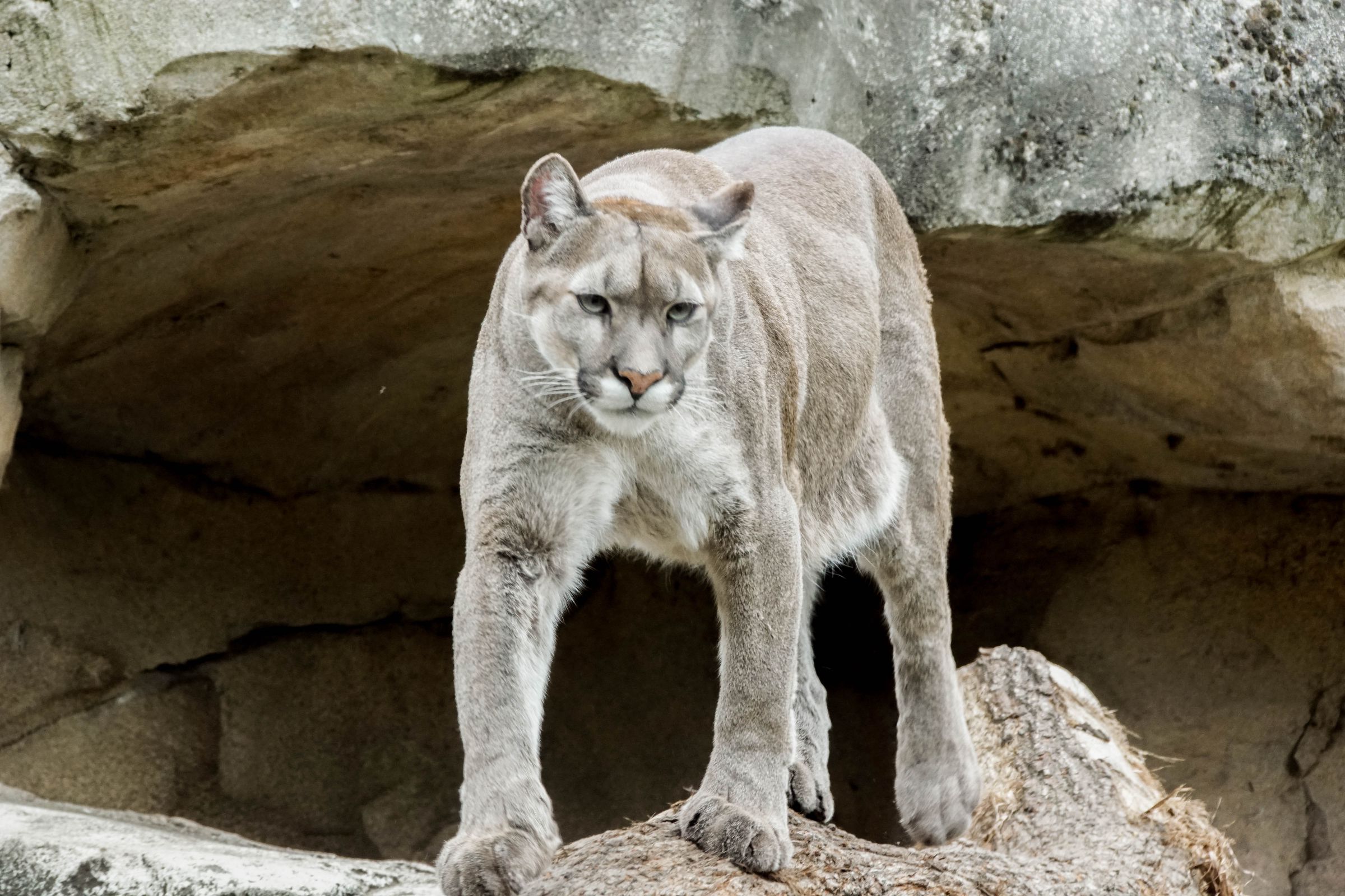 Puma Zoo Bremerhaven