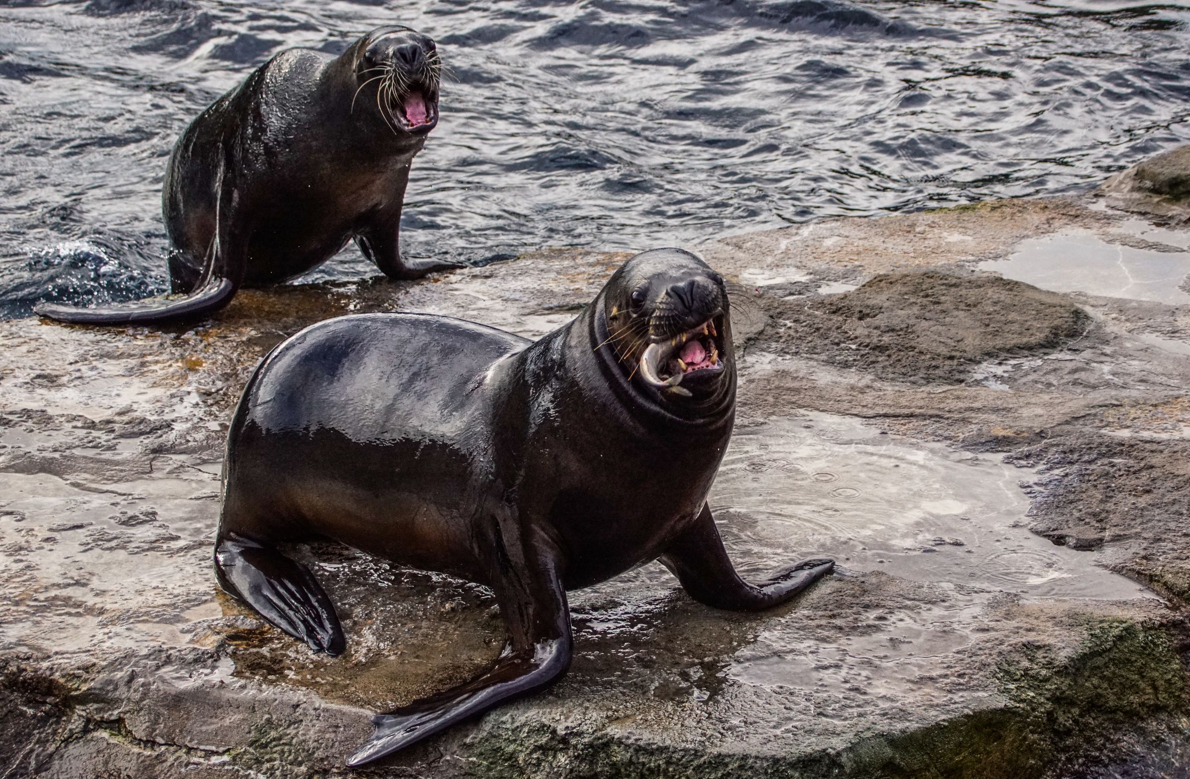 Seelöwe Zoo Bremerhaven
