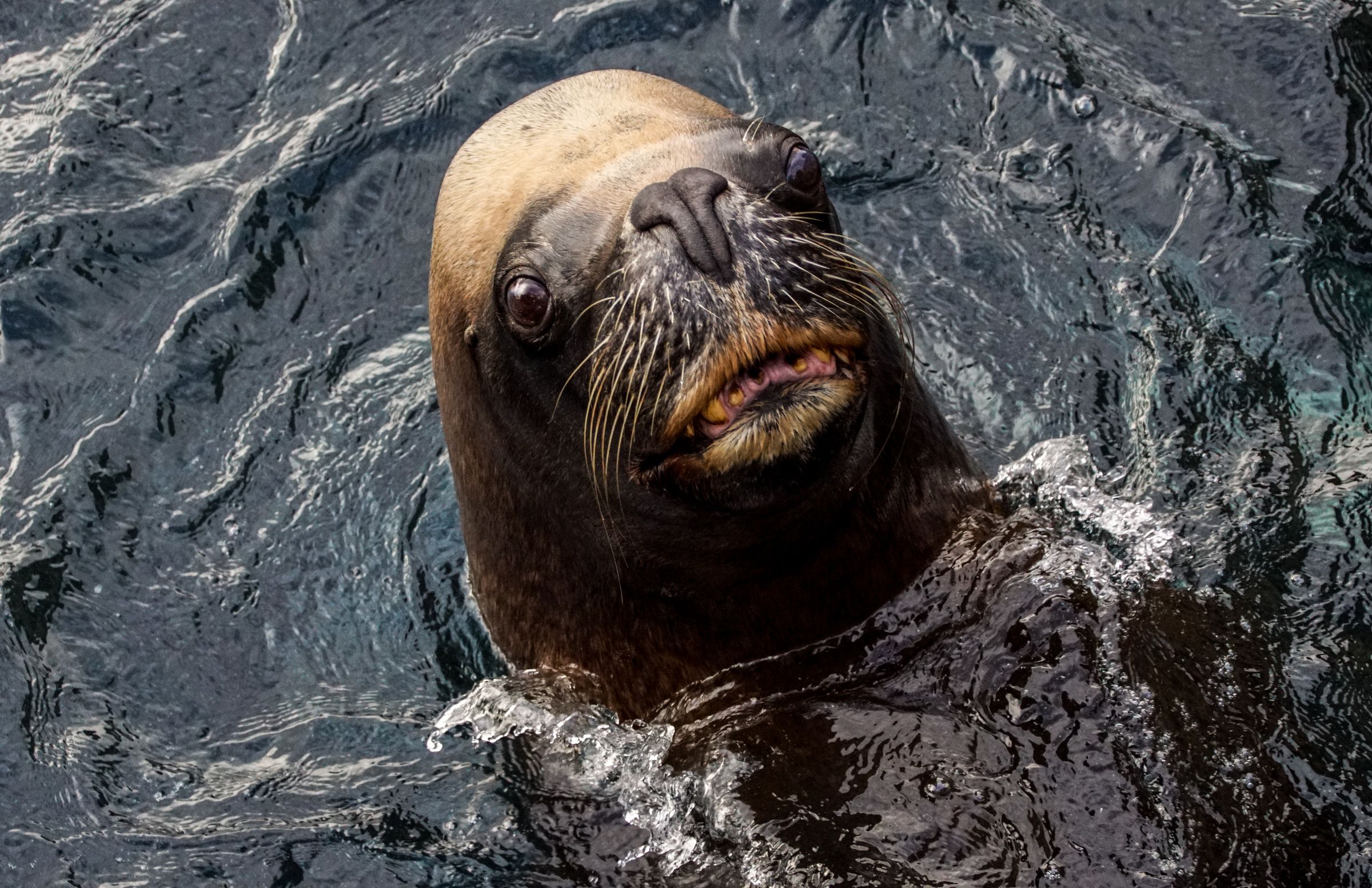 Seelöwe Zoo Bremerhaven