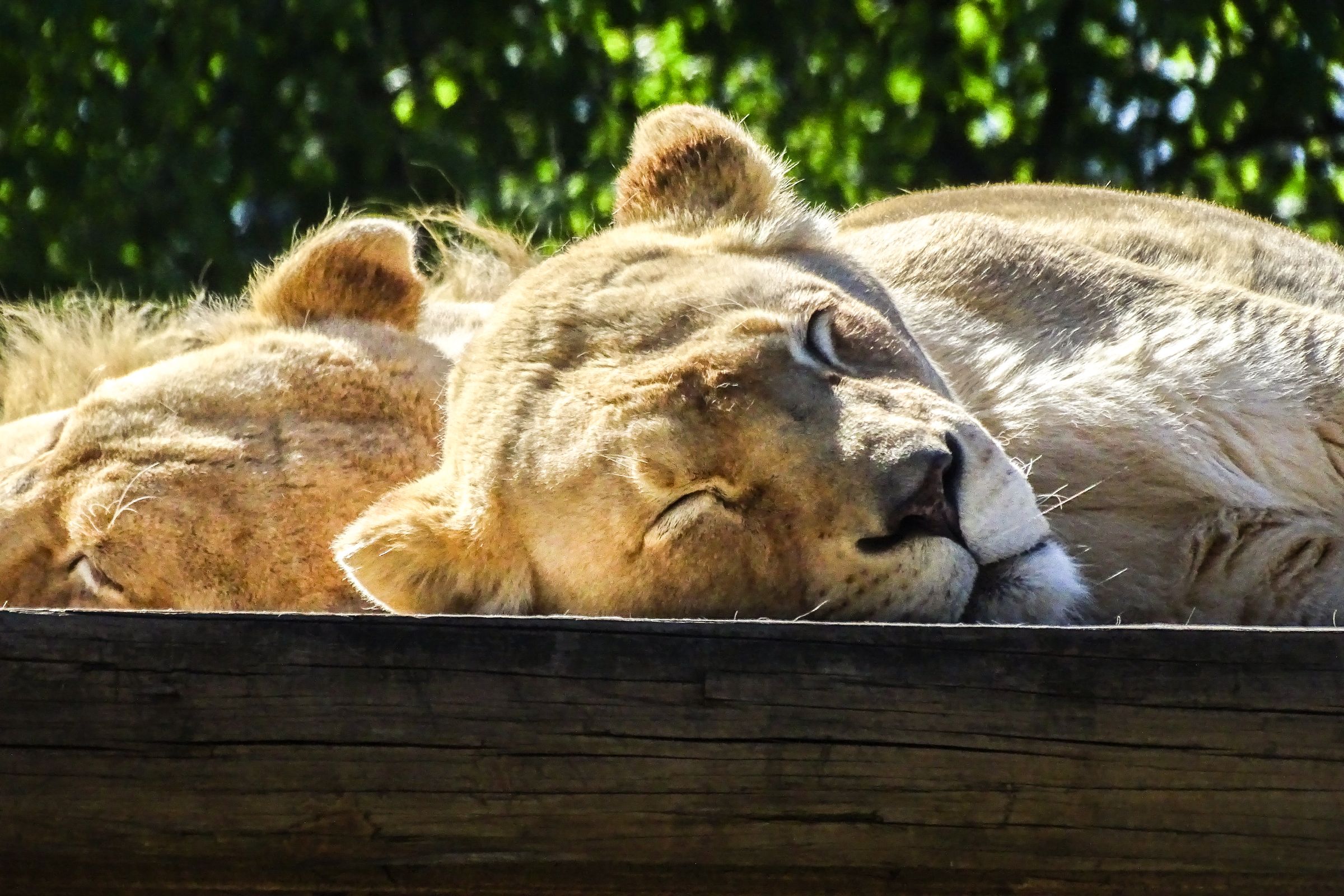 Safaripark Stukenbrock