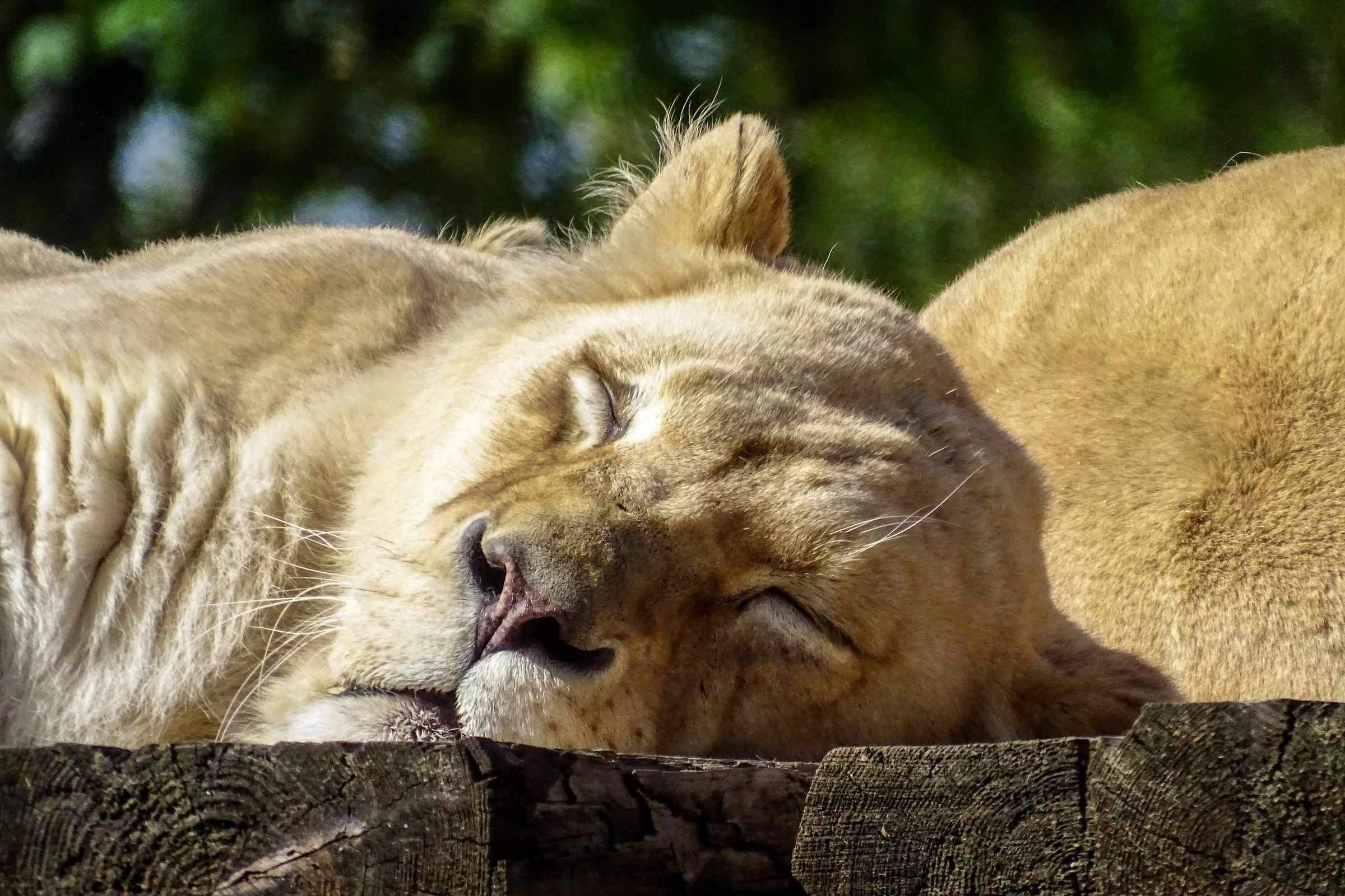 Safaripark Stukenbrock
