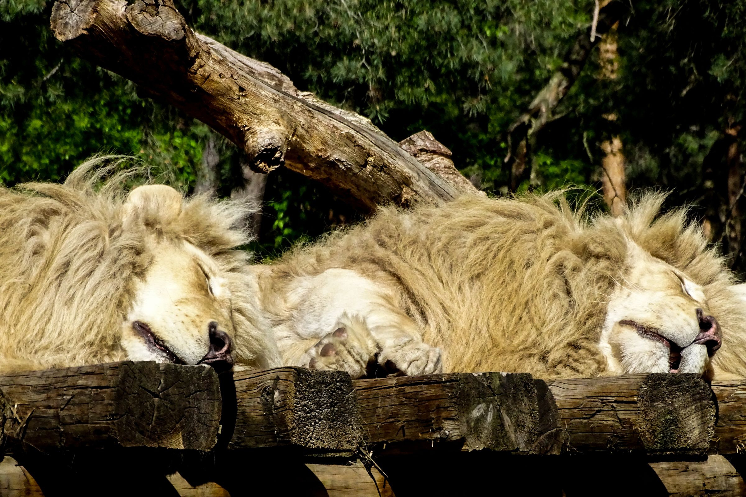 Safaripark Stukenbrock