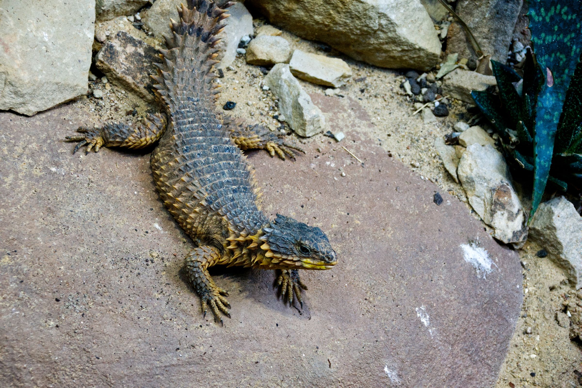 Tropen-Aquarium Hagenbeck Hamburg