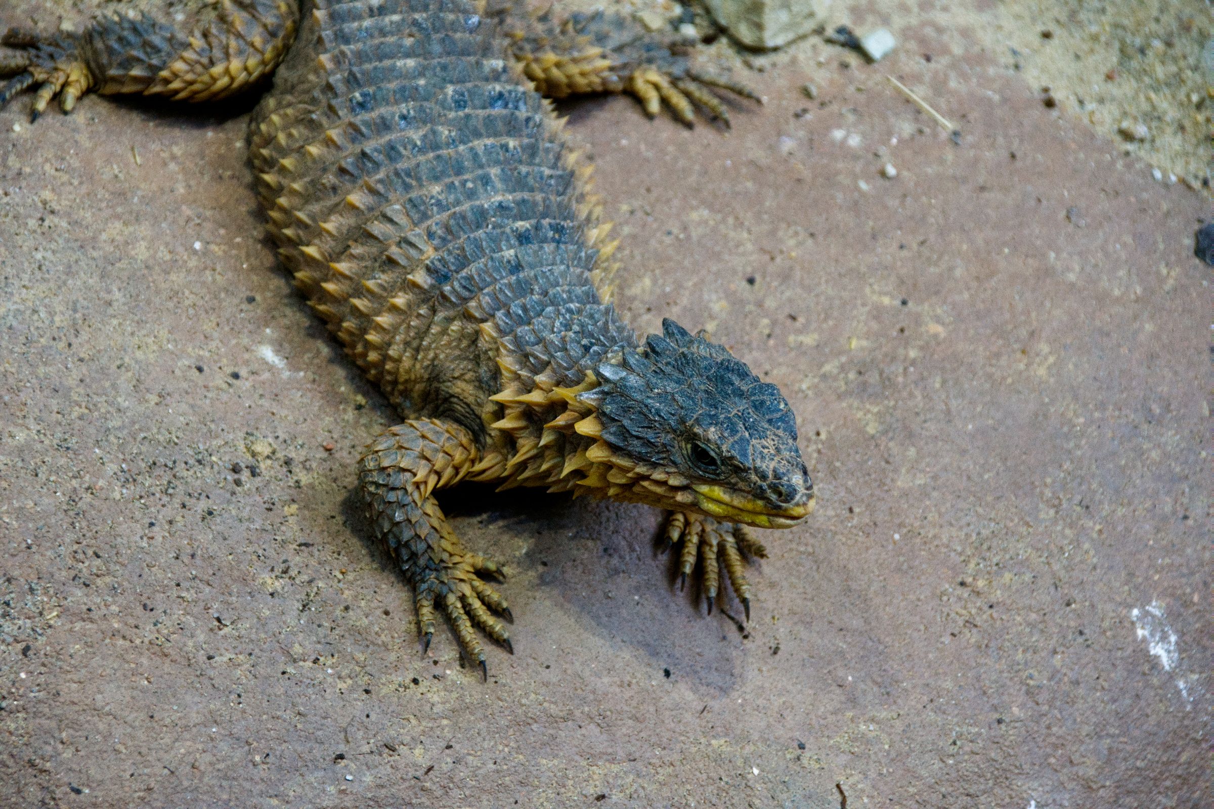 Tropen-Aquarium Hagenbeck Hamburg