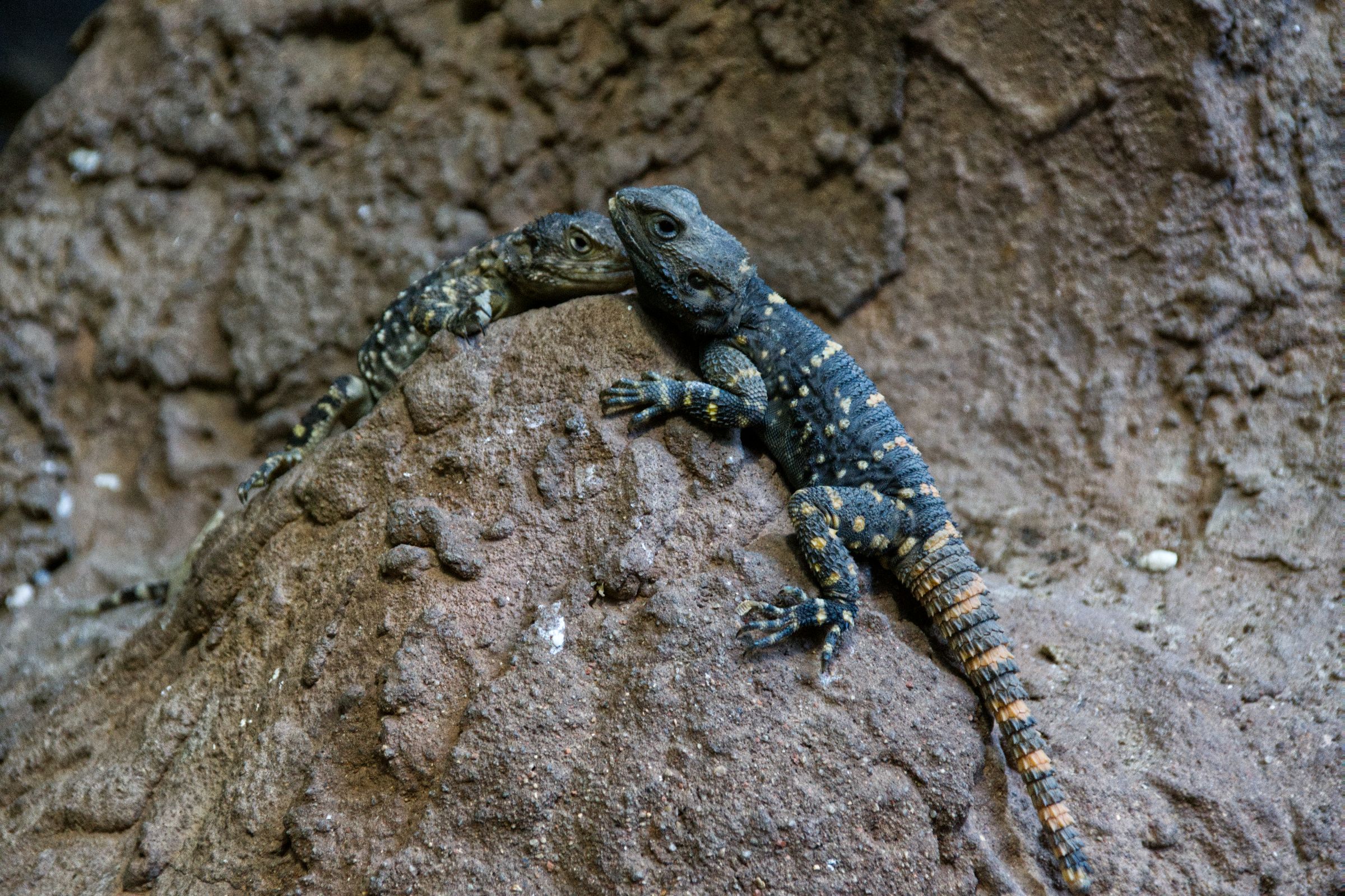 Tropen-Aquarium Hagenbeck Hamburg