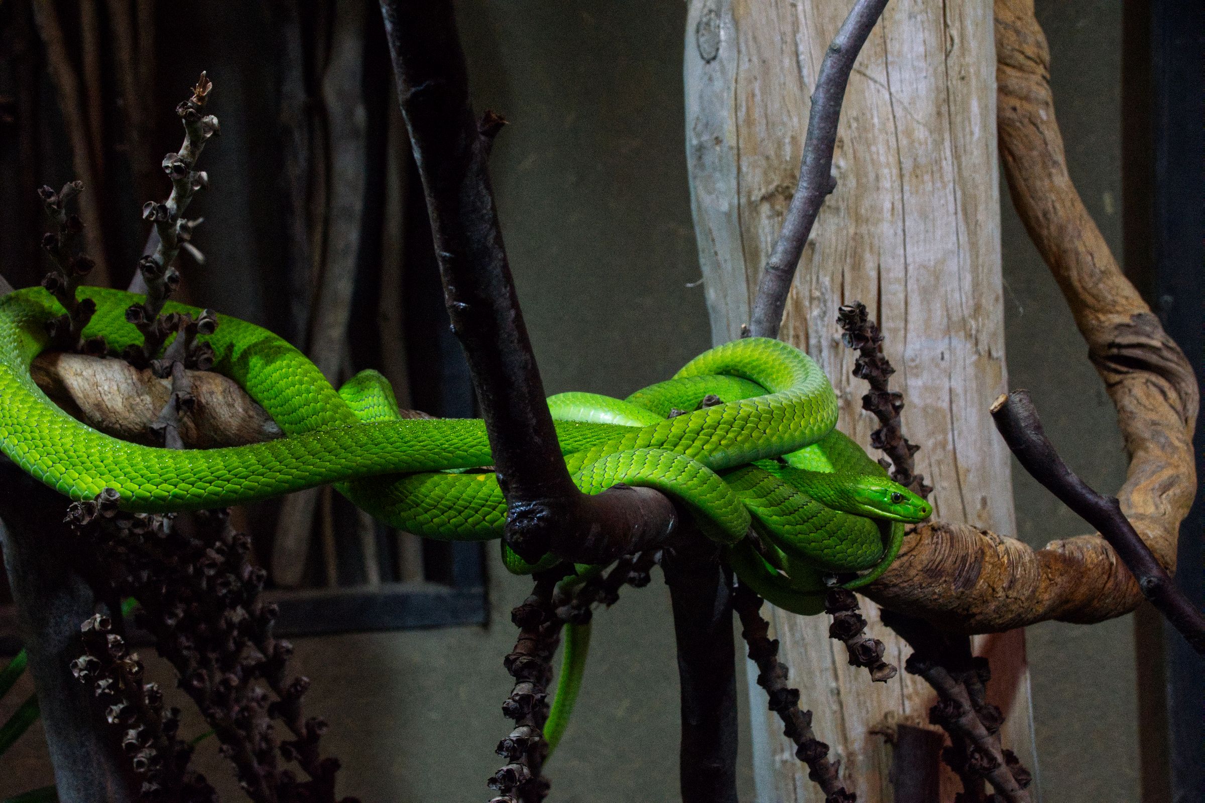 Tropen-Aquarium Hagenbeck Hamburg