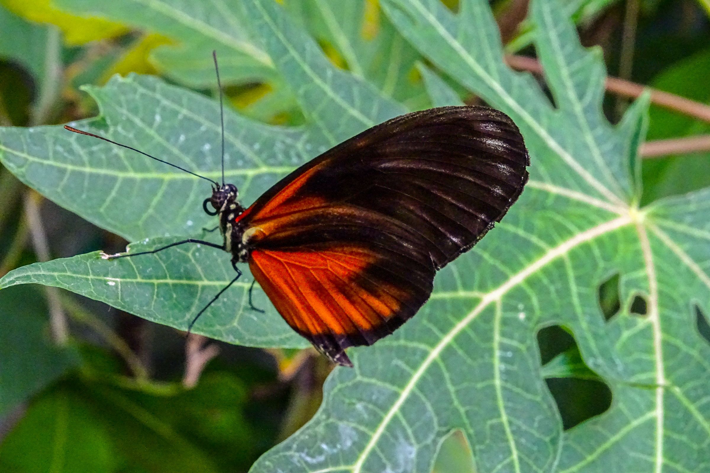 Botanischer Garten Marburg