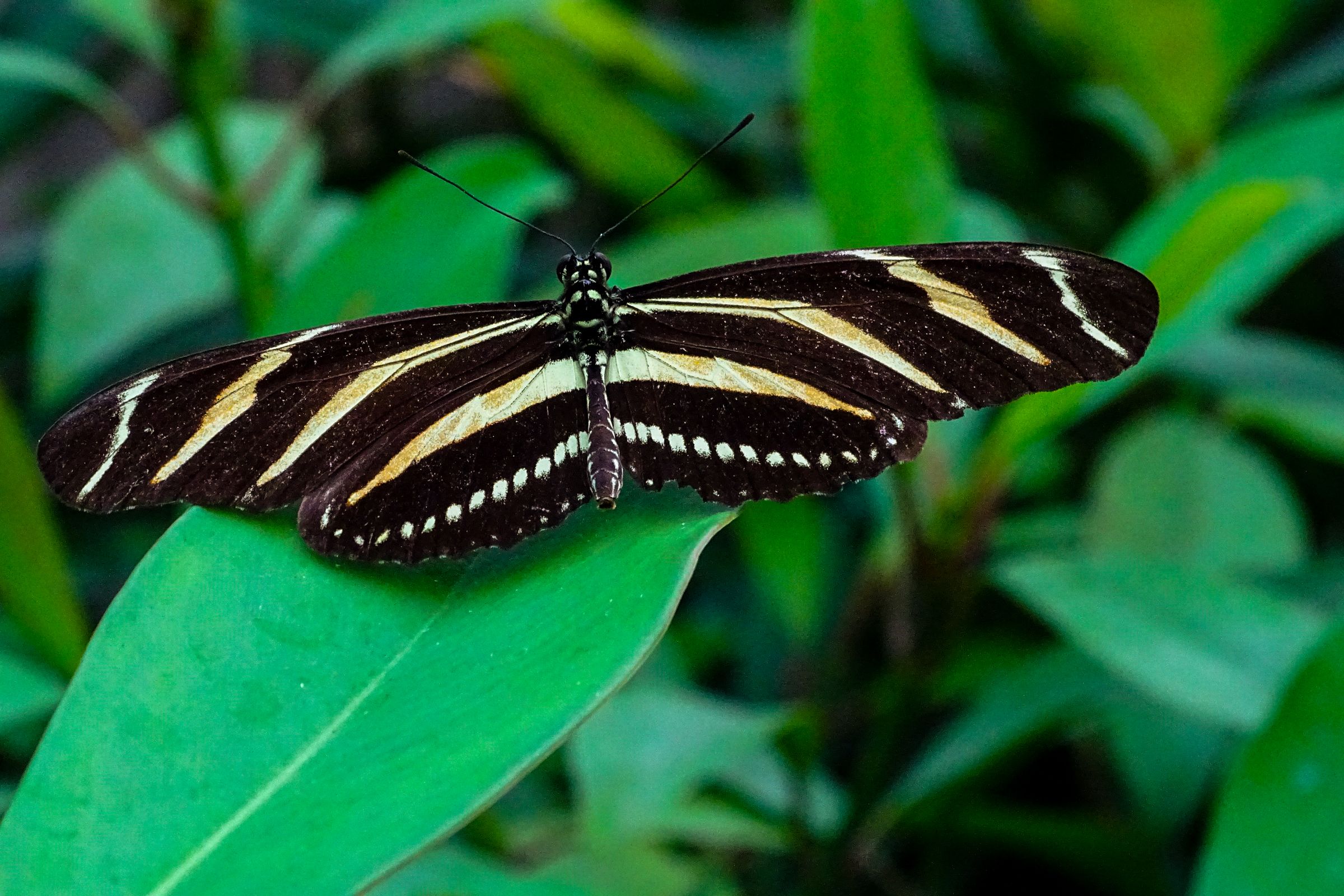 Botanischer Garten Marburg