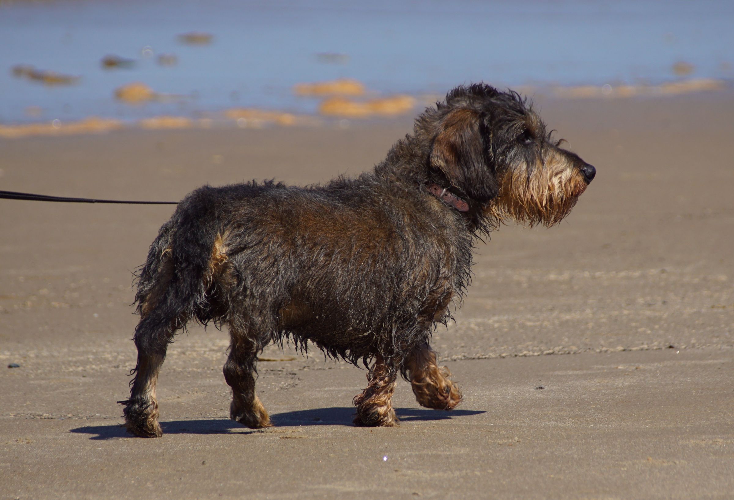 Dackel Vejers Strand