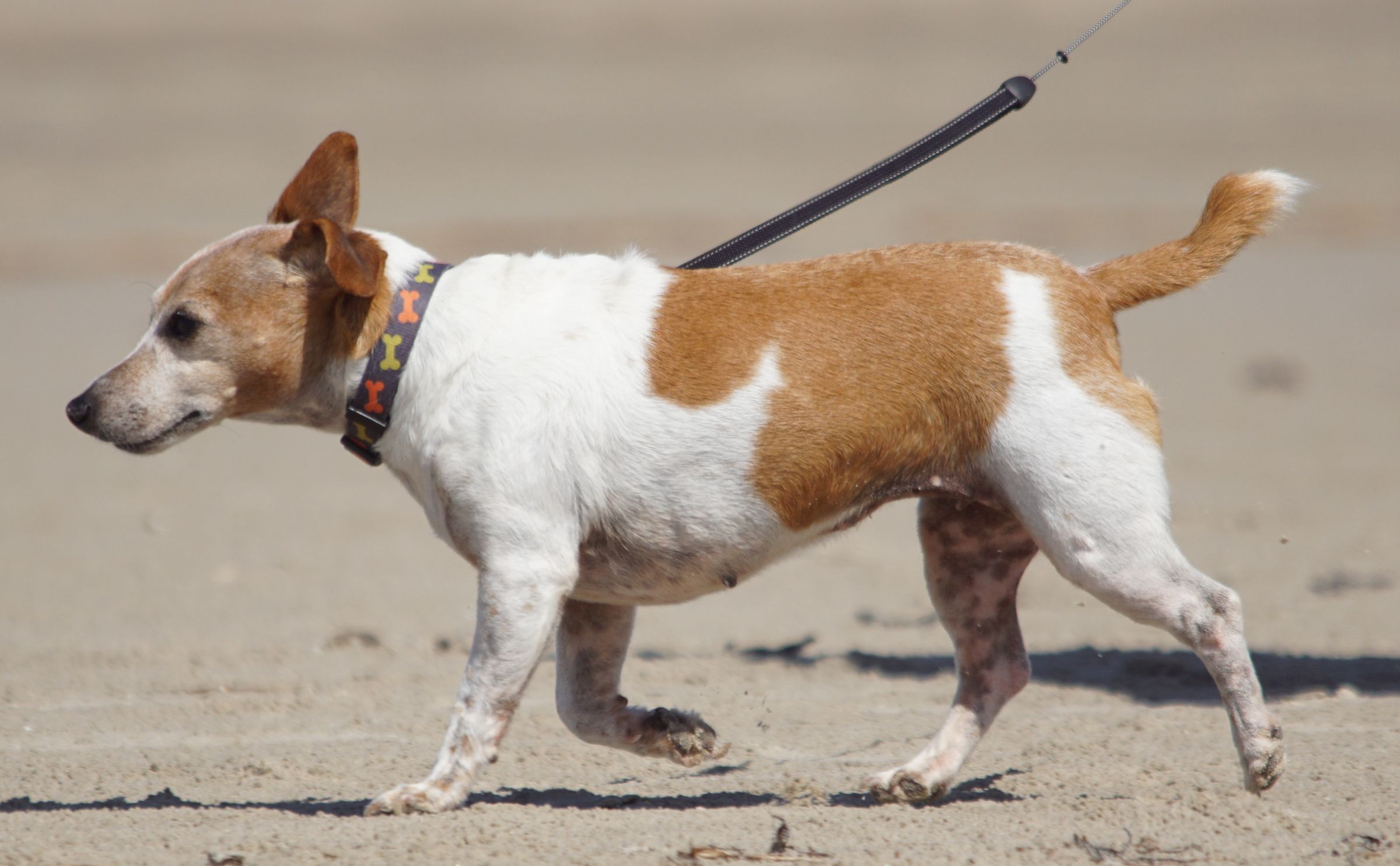 Kein Dackel Vejers Strand