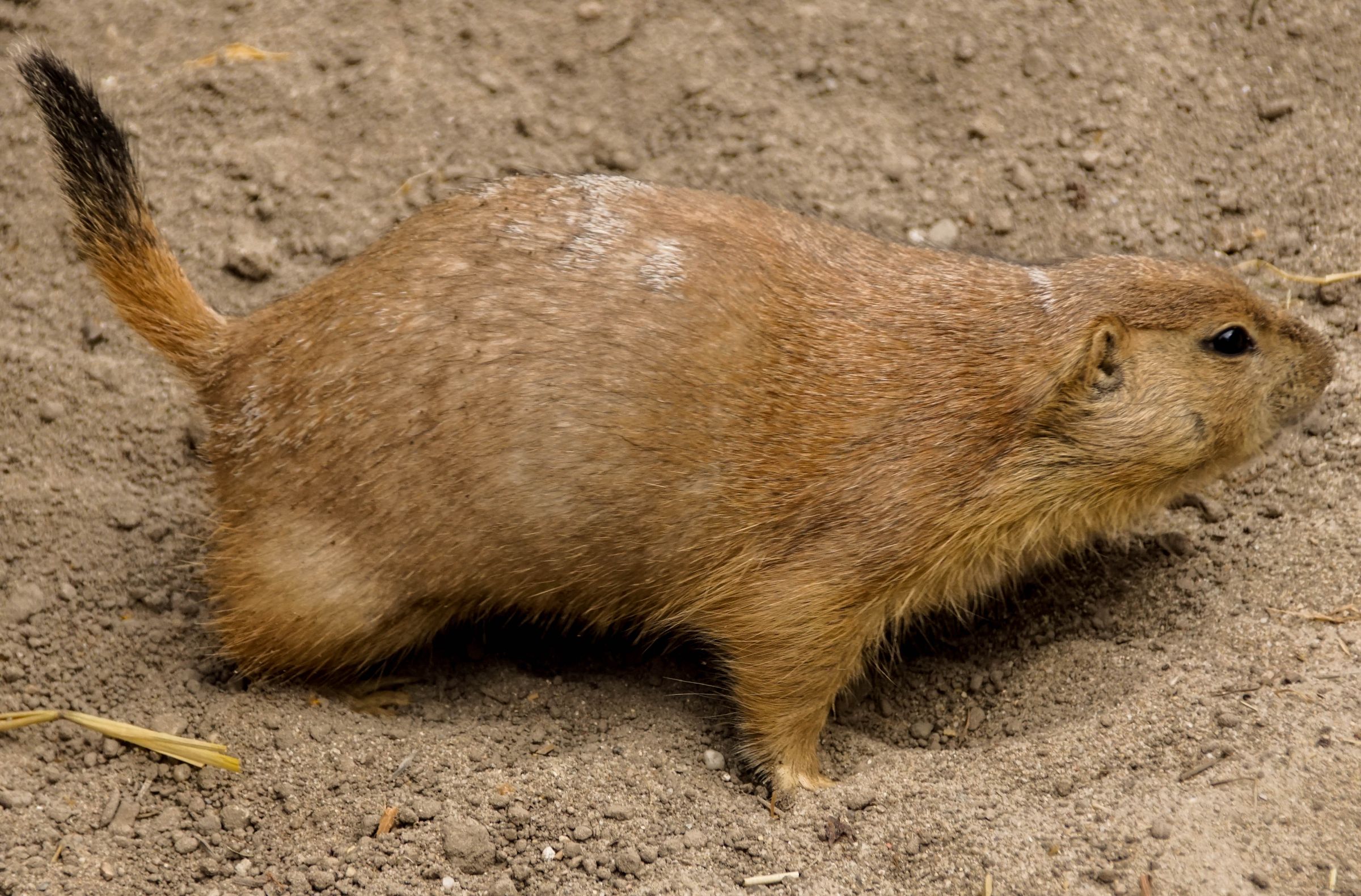 Erlebniszoo hannover prriehund 2 50154610196 o