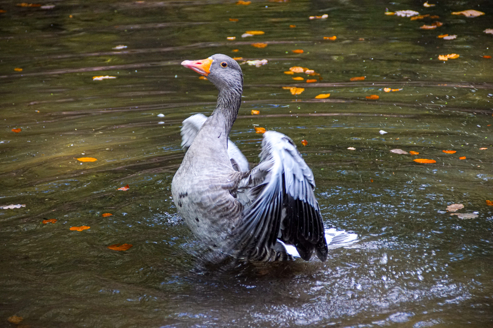 Gans Wildparg Germerode