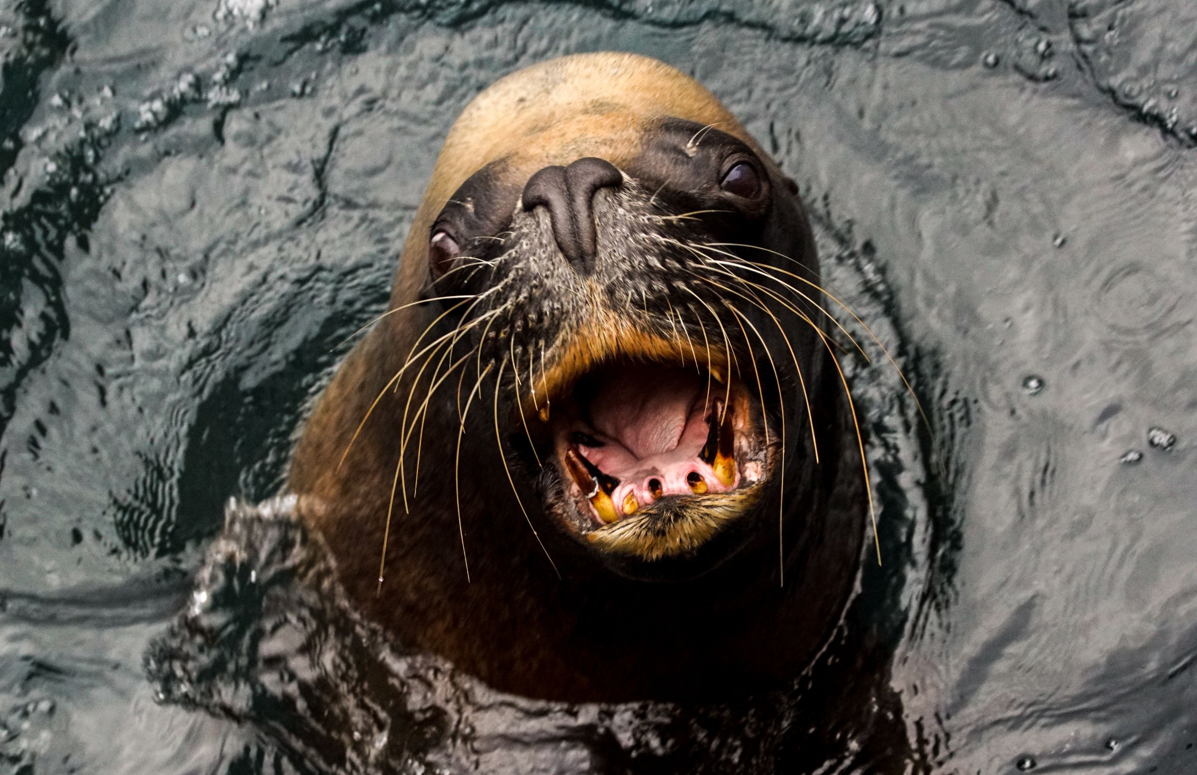 Seelöwe Zoo Bremerhaven