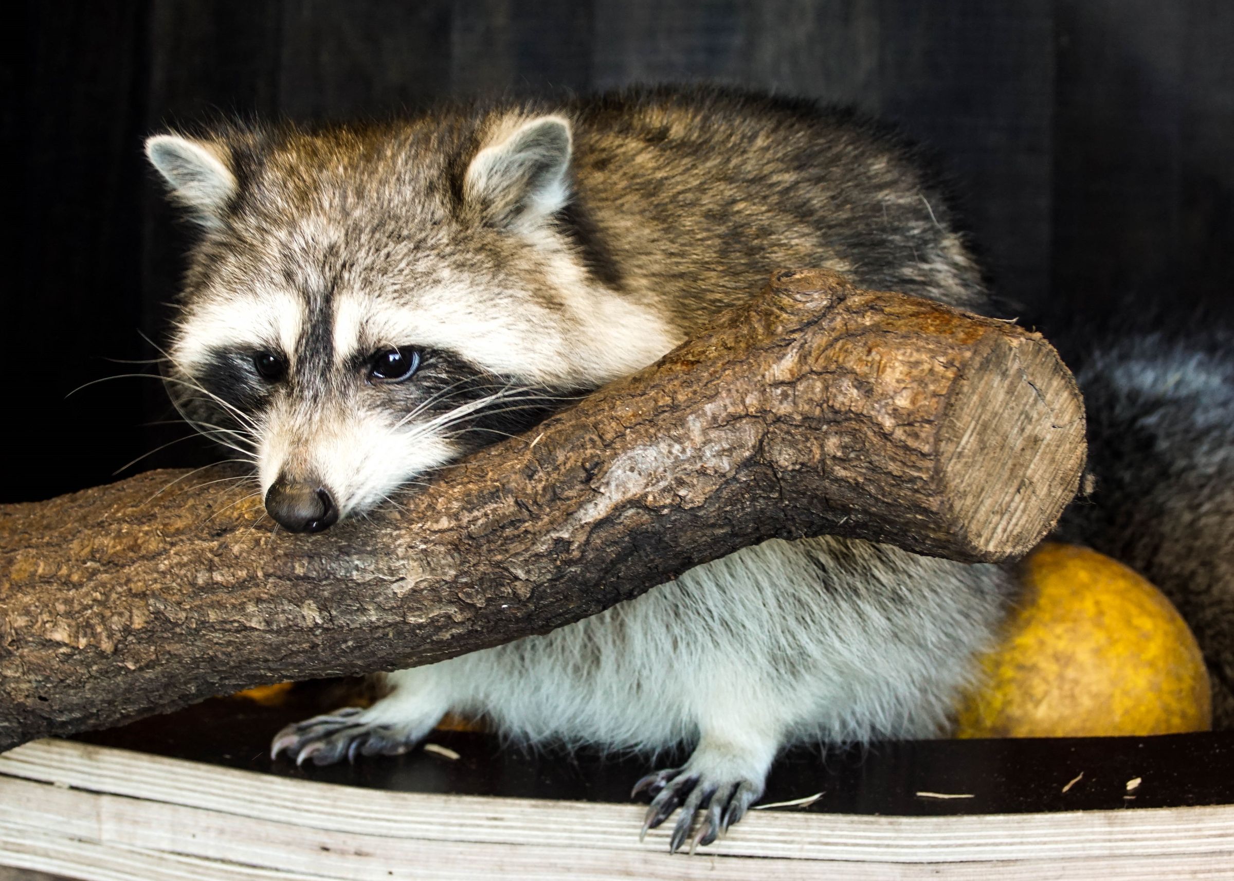 Waschbär Zoo Bremerhaven